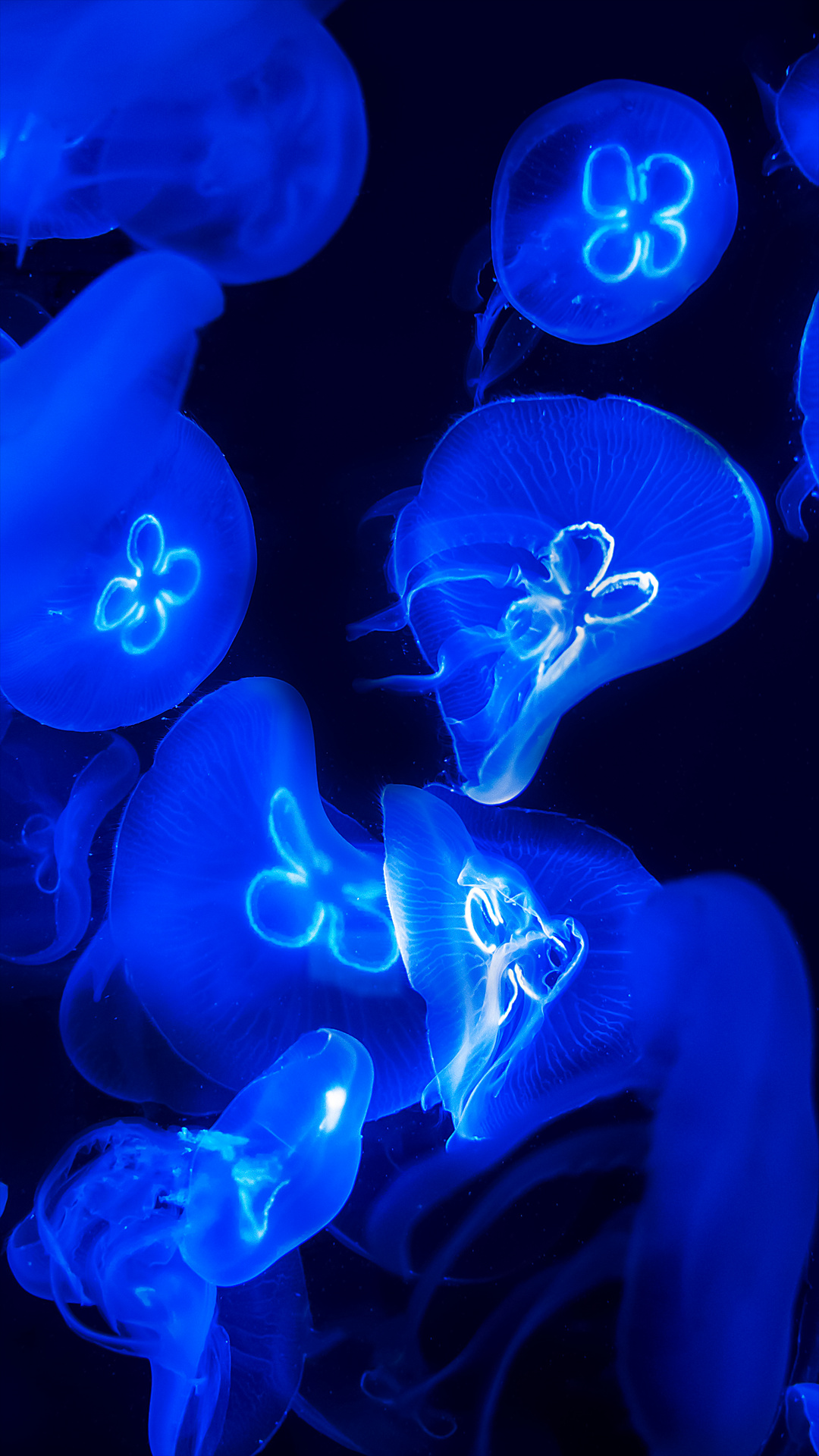 Jellyfishes, Best iPhone Wallpaper, 1080x1920 Full HD Phone