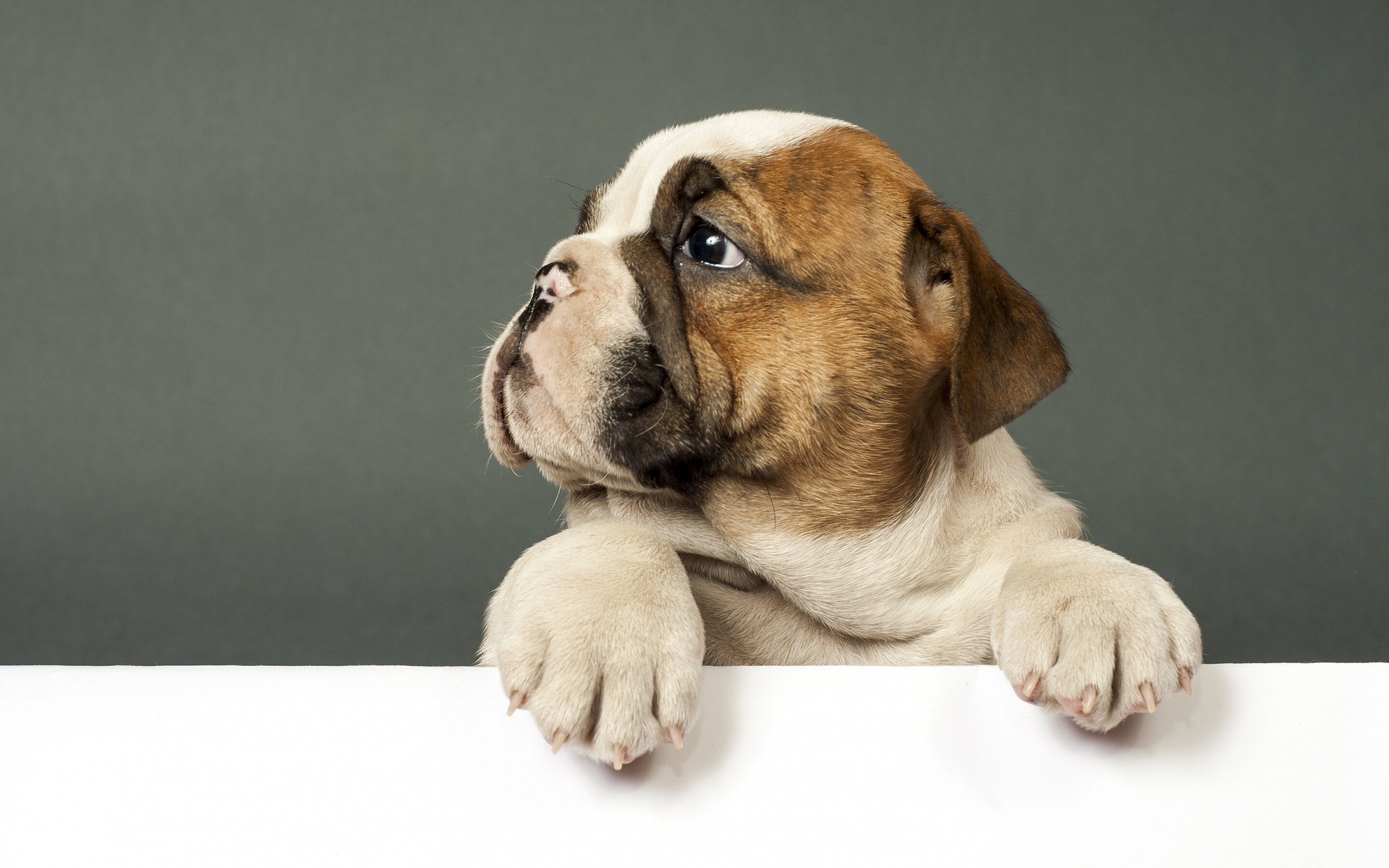 Bulldog, Cute puppy dog wallpaper, Expert, 2880x1800 HD Desktop