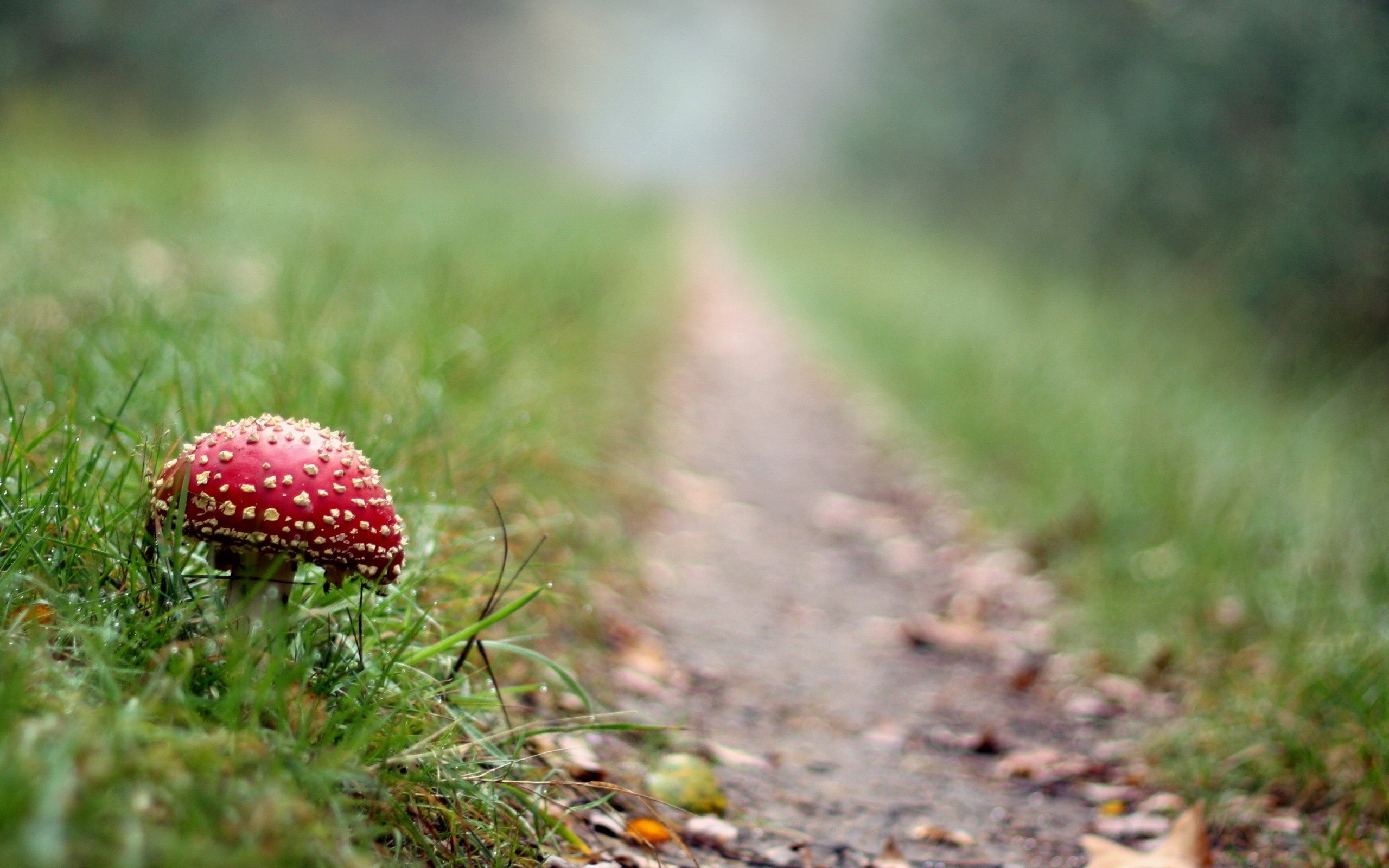 Amanita, Nature, Mushroom wallpapers, 2560x1600 HD Desktop