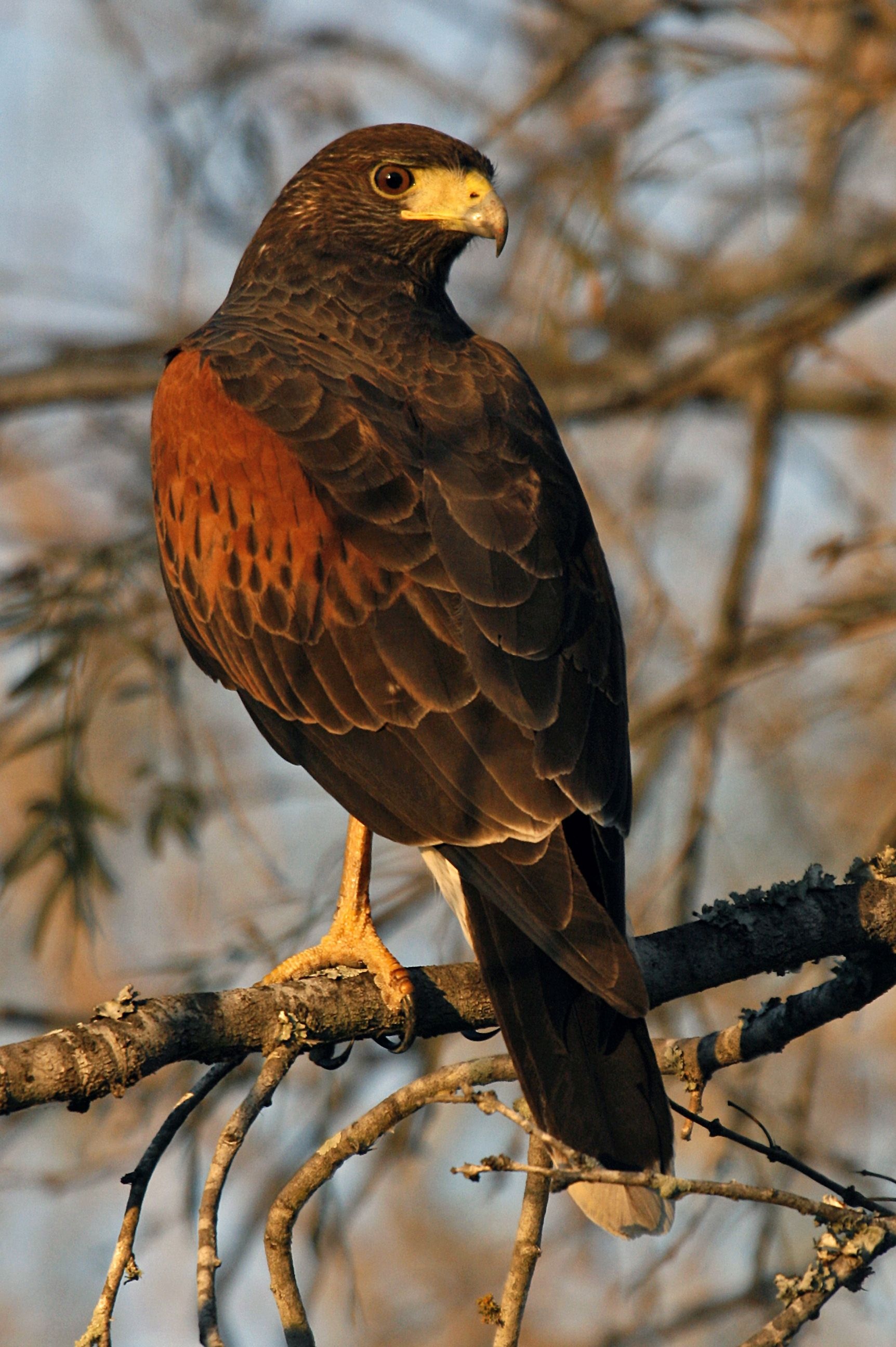 Hawk, Animal bird, Blue, Free download, 1730x2600 HD Phone