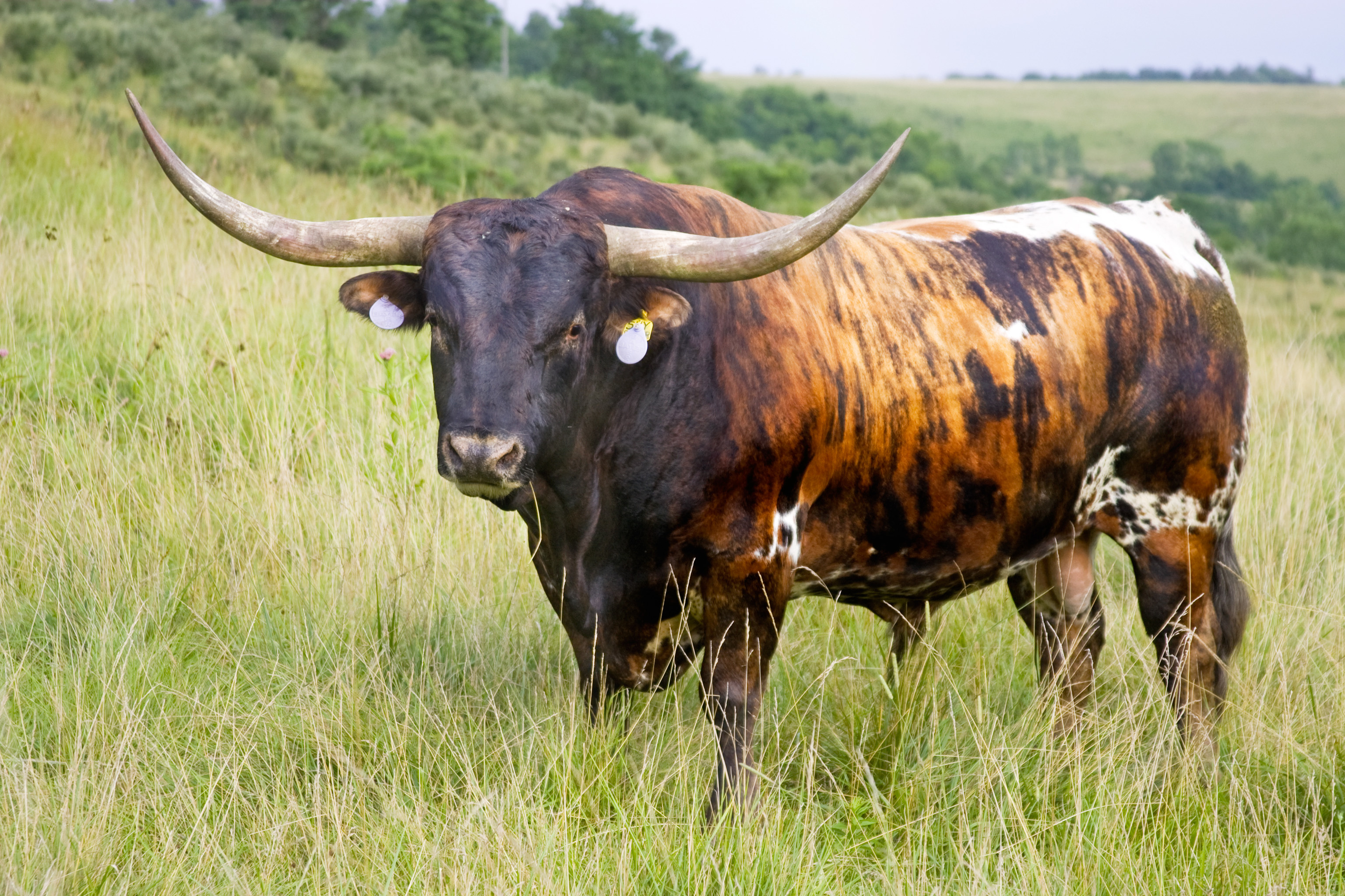 Longhorn cattle wallpapers, Animal hq, 4k wallpapers, 2019, 3080x2050 HD Desktop