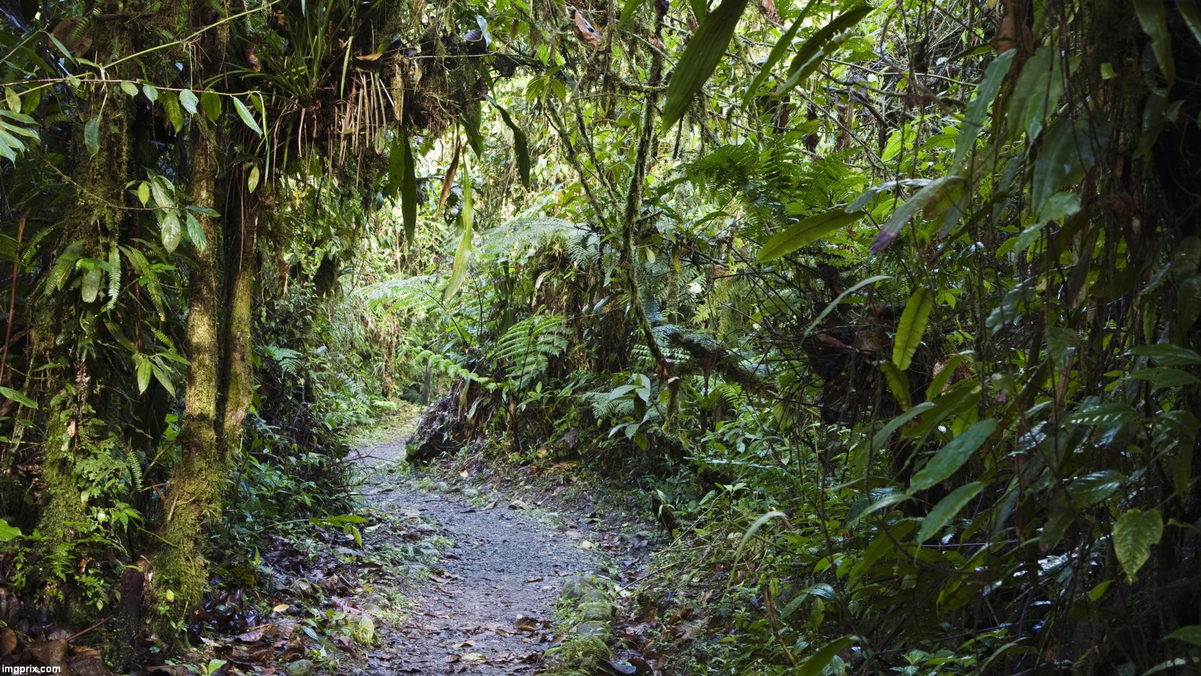 Path, Amazon Rain Forest Wallpaper, 3840x2160 4K Desktop