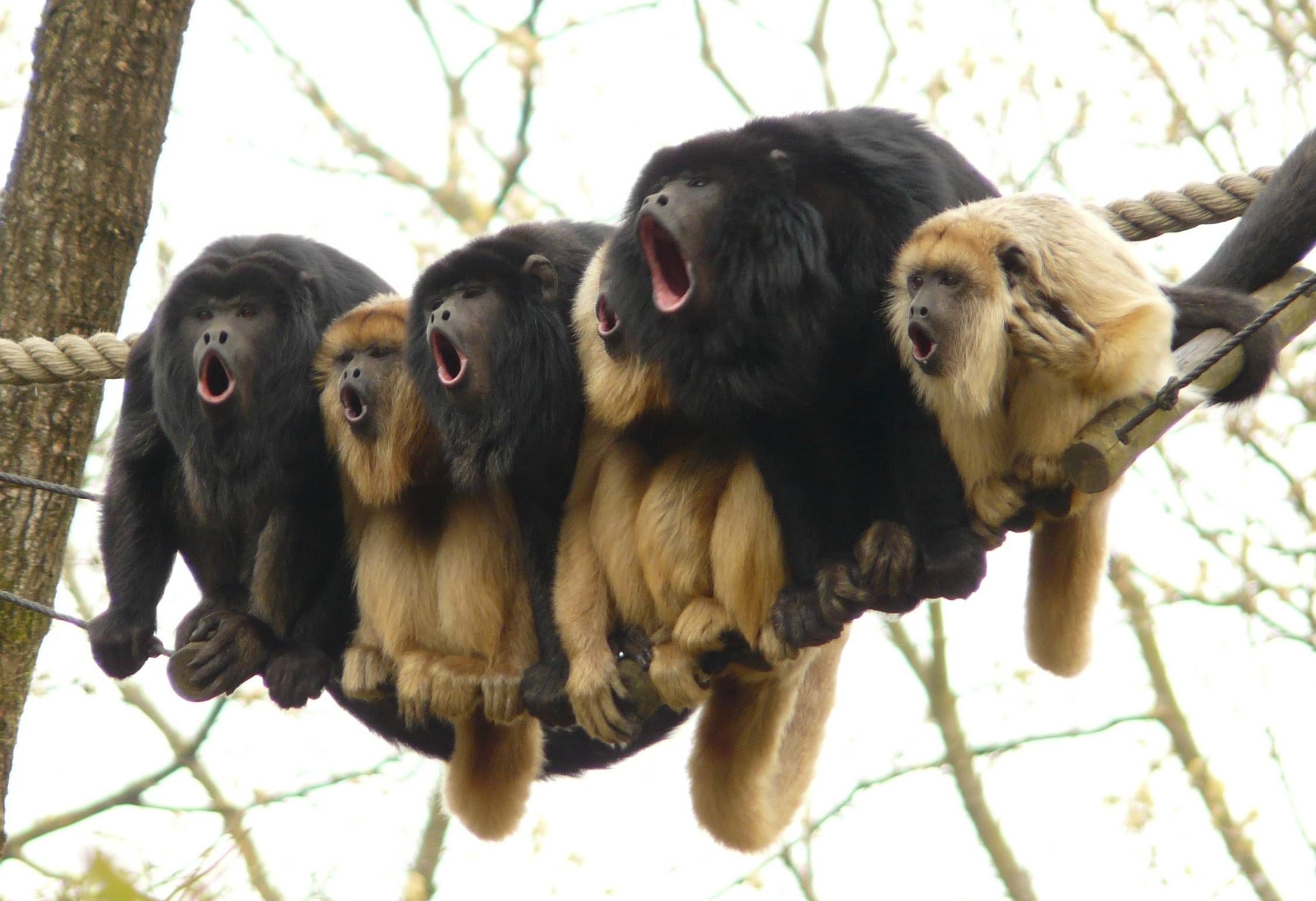 Choir, Howler Monkey Wallpaper, 2250x1550 HD Desktop