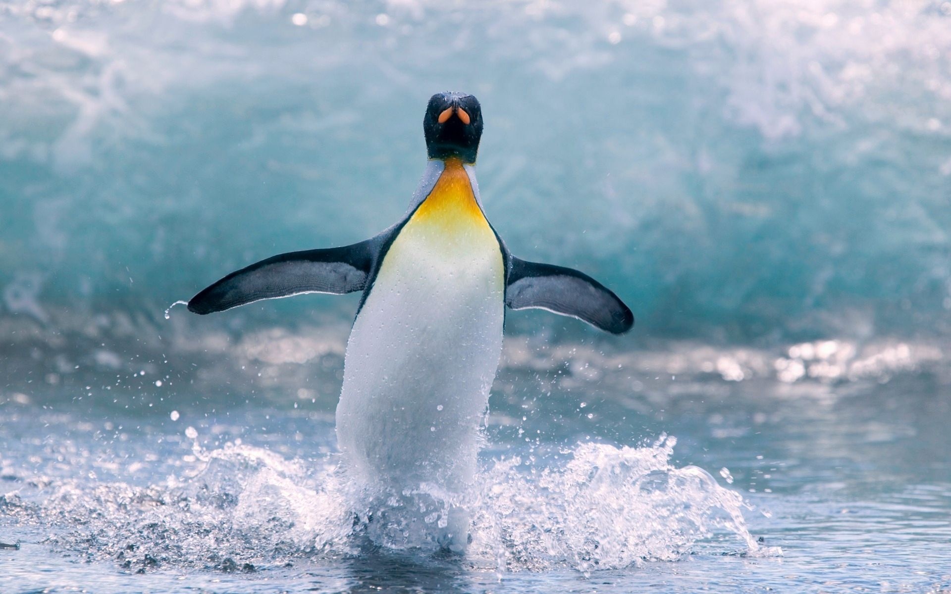 Penguin, Desktop wallpapers, Animal beauty, Digital marvel, 1920x1200 HD Desktop