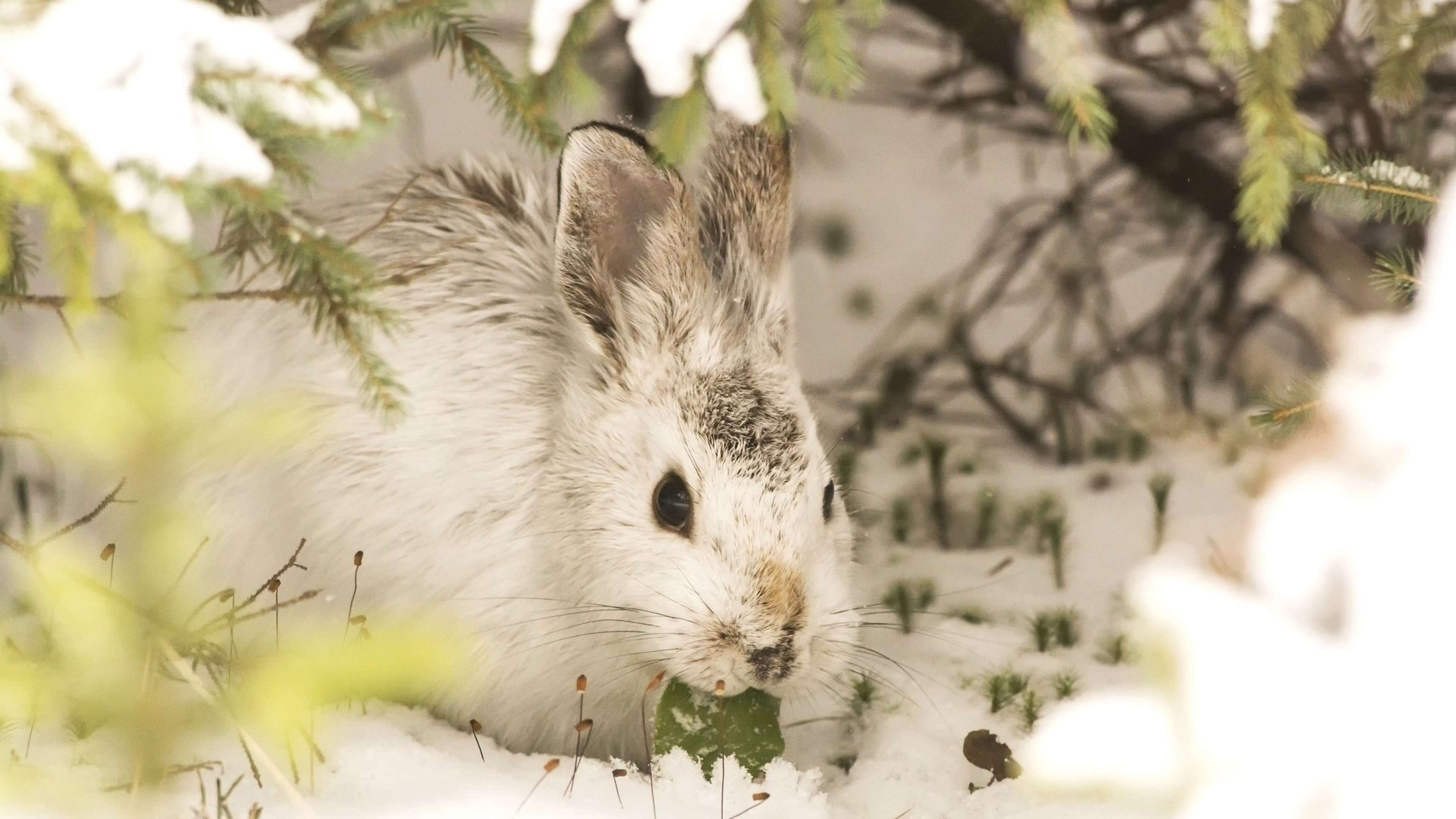 Mountain hare, Hares Wallpaper, 3840x2160 4K Desktop