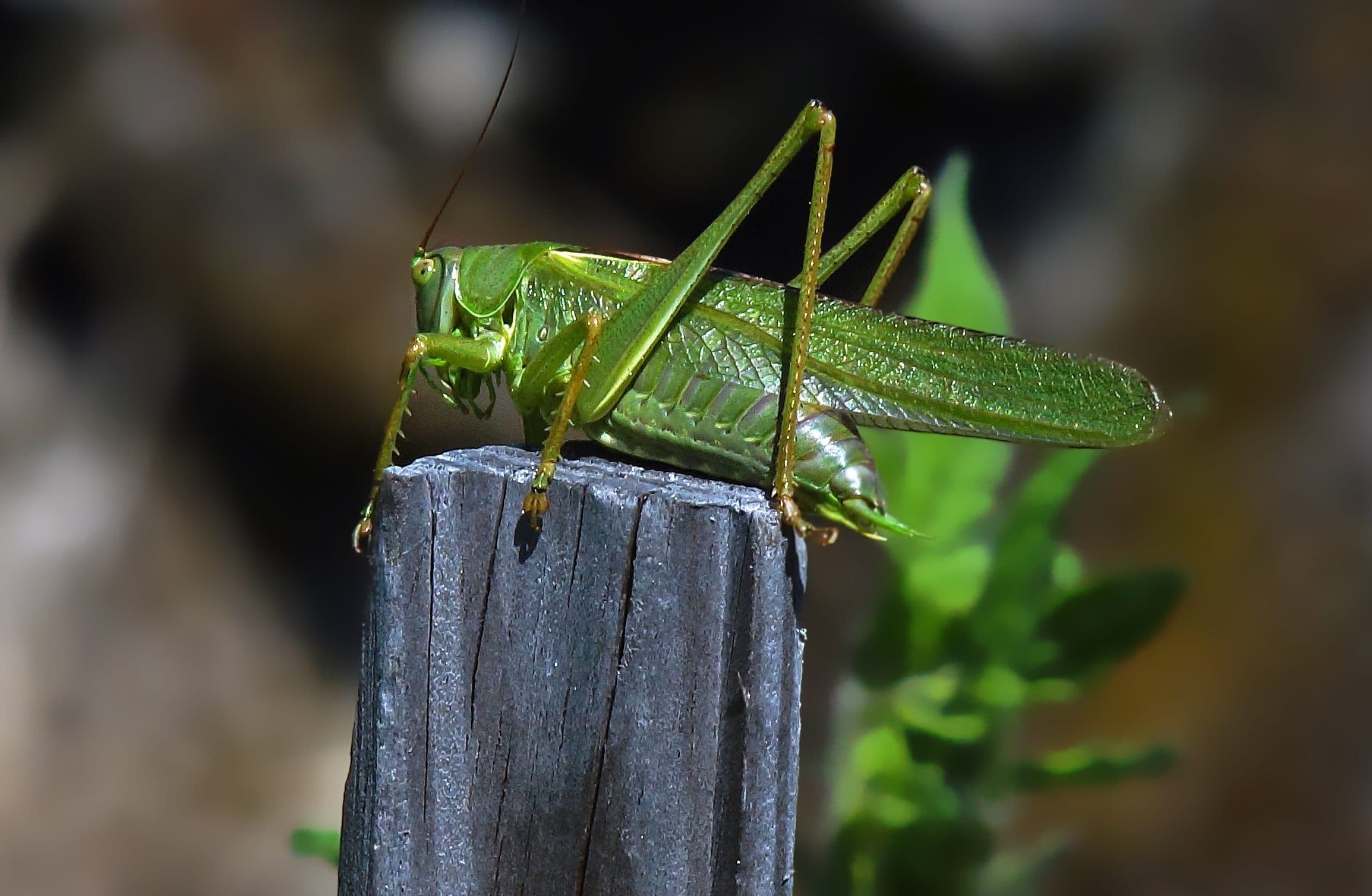 Great green bush-cricket, Grasshoppers Wallpaper, 2310x1510 HD Desktop