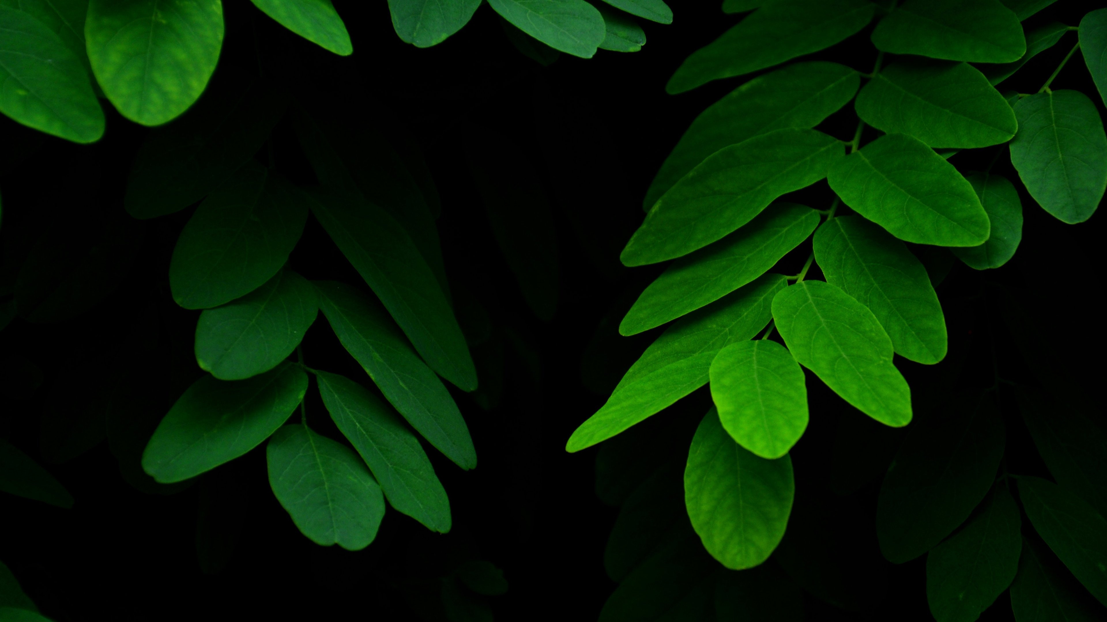 Green acacia, Green Leaf Wallpaper, 3840x2160 4K Desktop