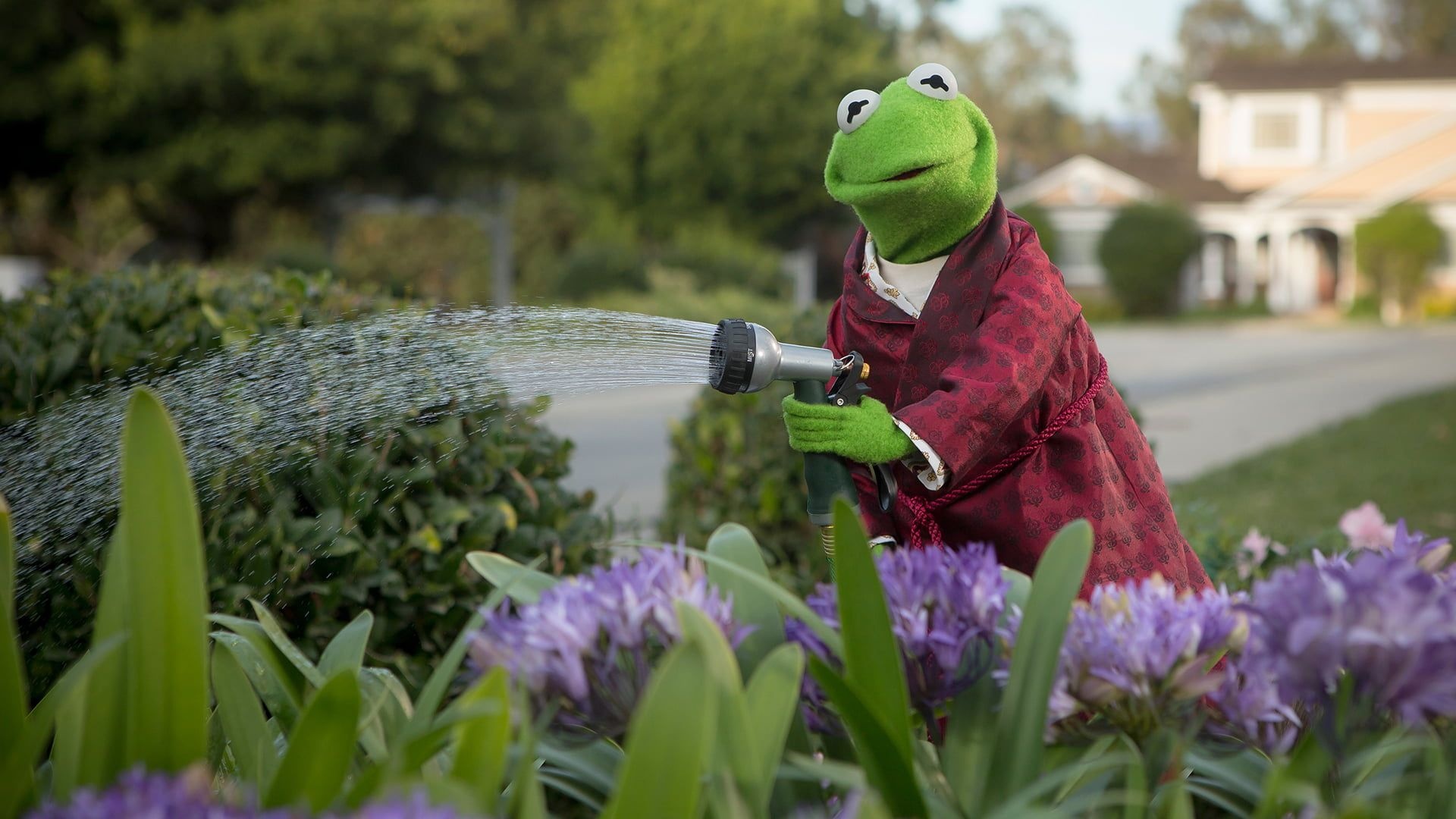 Kermit the Frog, Playful Persona, Quirky Charm, Lovable Amphibian, 1920x1080 Full HD Desktop