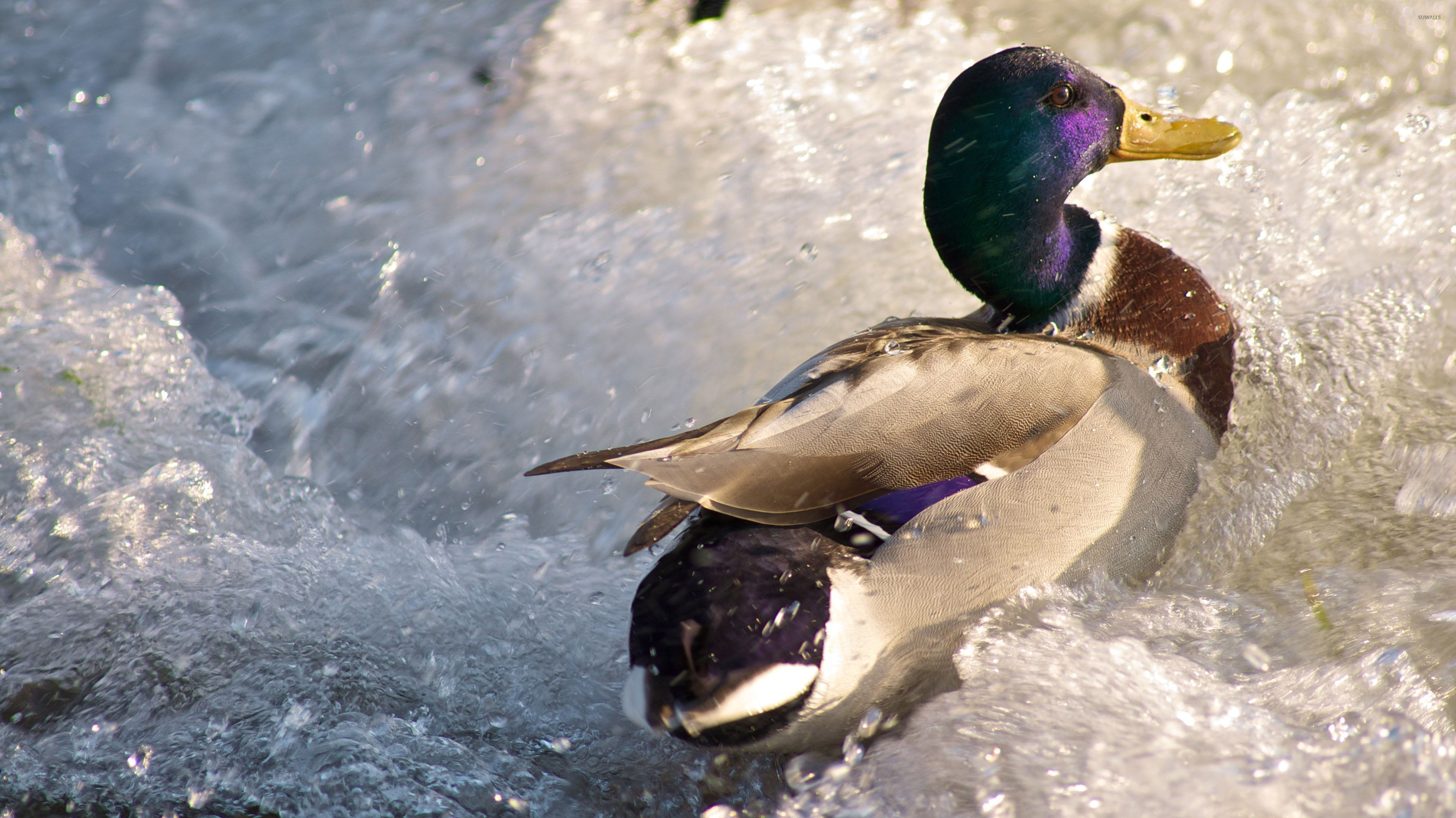 Anas platyrhynchos, Ducks Wallpaper, 3840x2160 4K Desktop