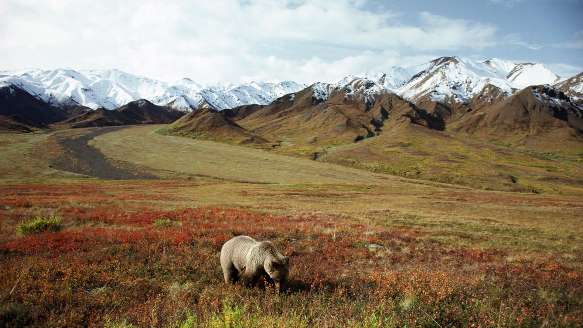 Denali National Park wallpapers, Ethan Thompson, 1920x1080 Full HD Desktop