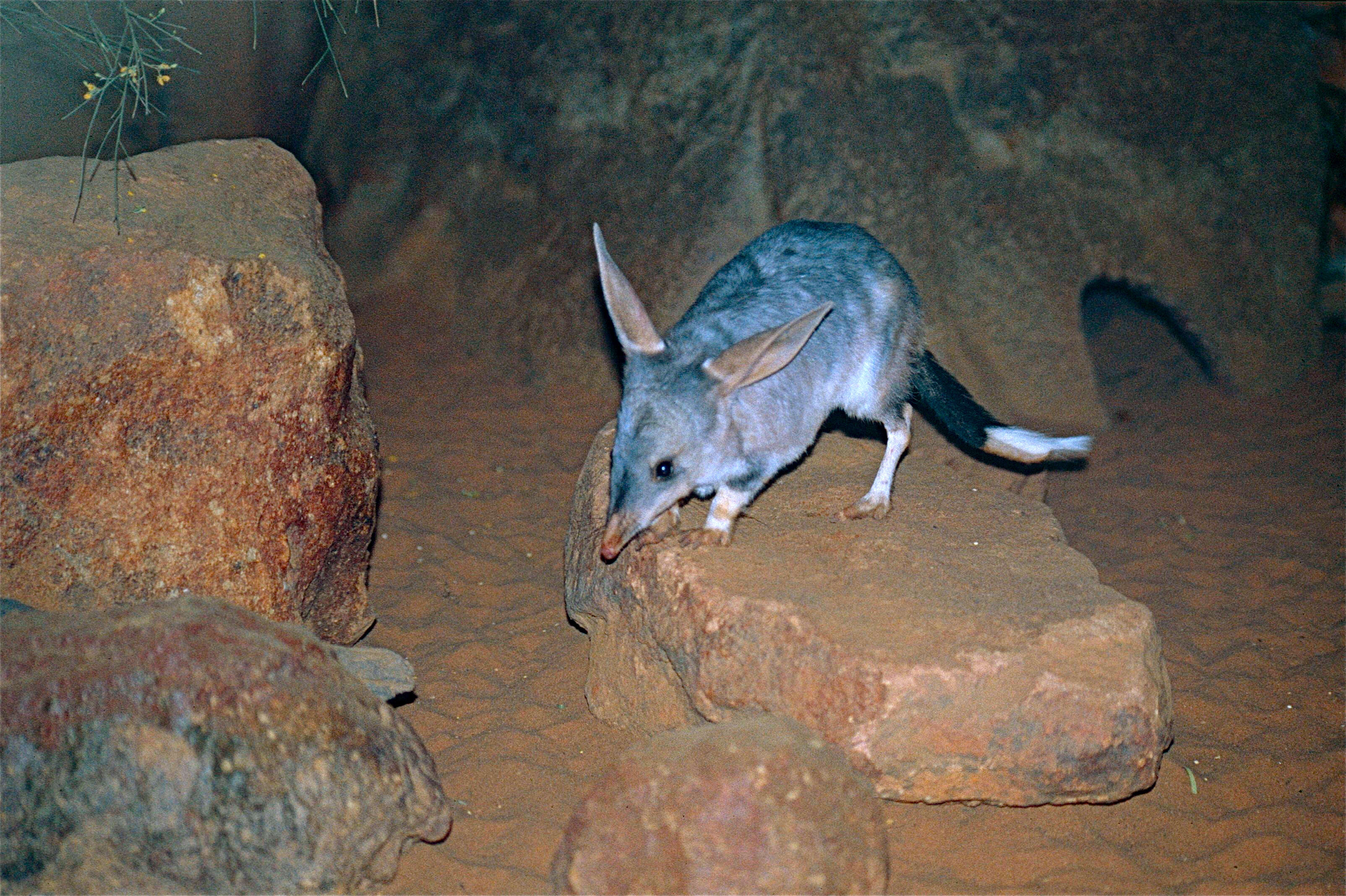 Macrotis (Bilby), Greater bilby facts, Lagotis species, Encyclopedia of life, 3210x2140 HD Desktop