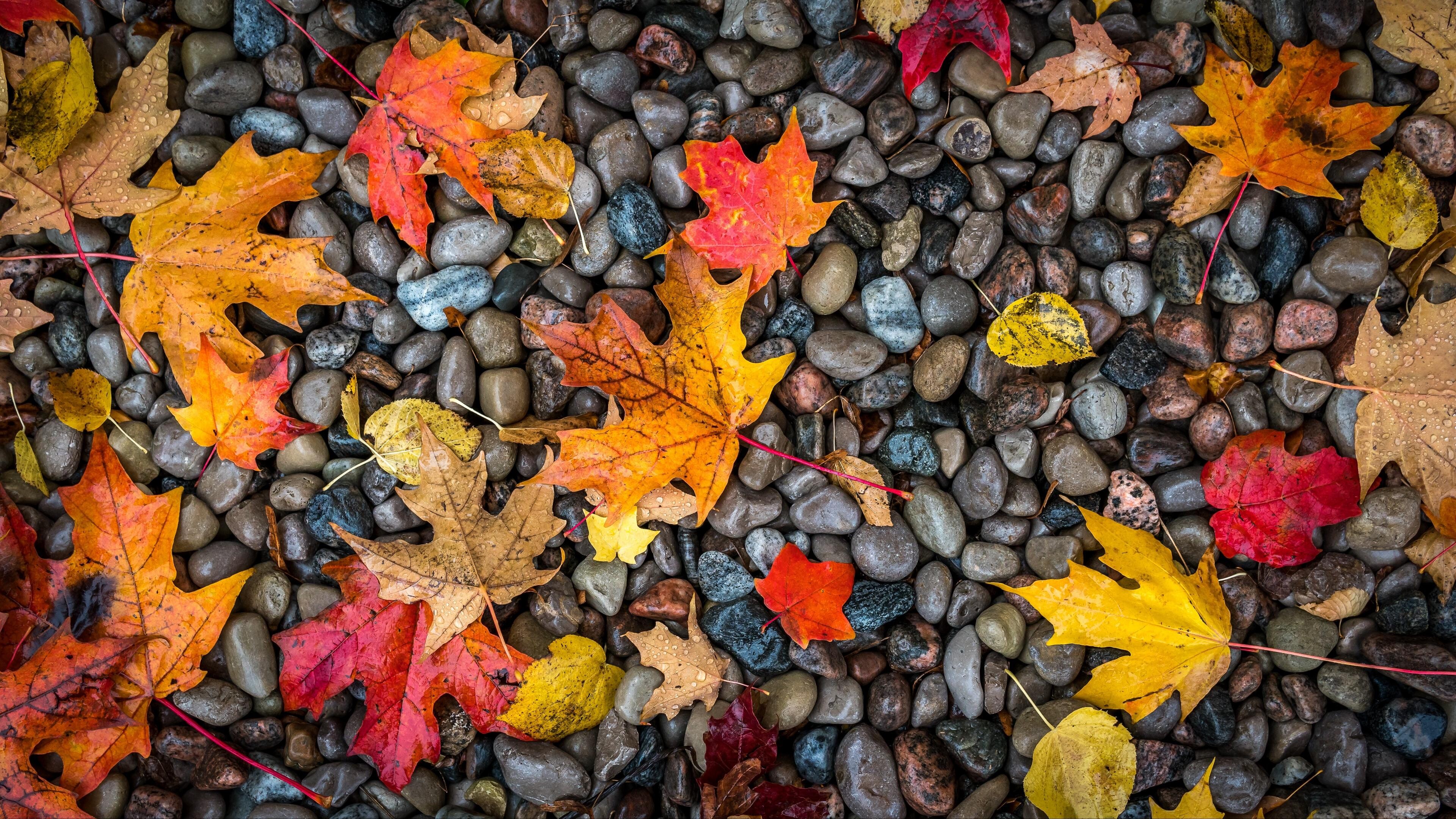 Gold Leaf, Autumn wallpapers, 3840x2160 4K Desktop