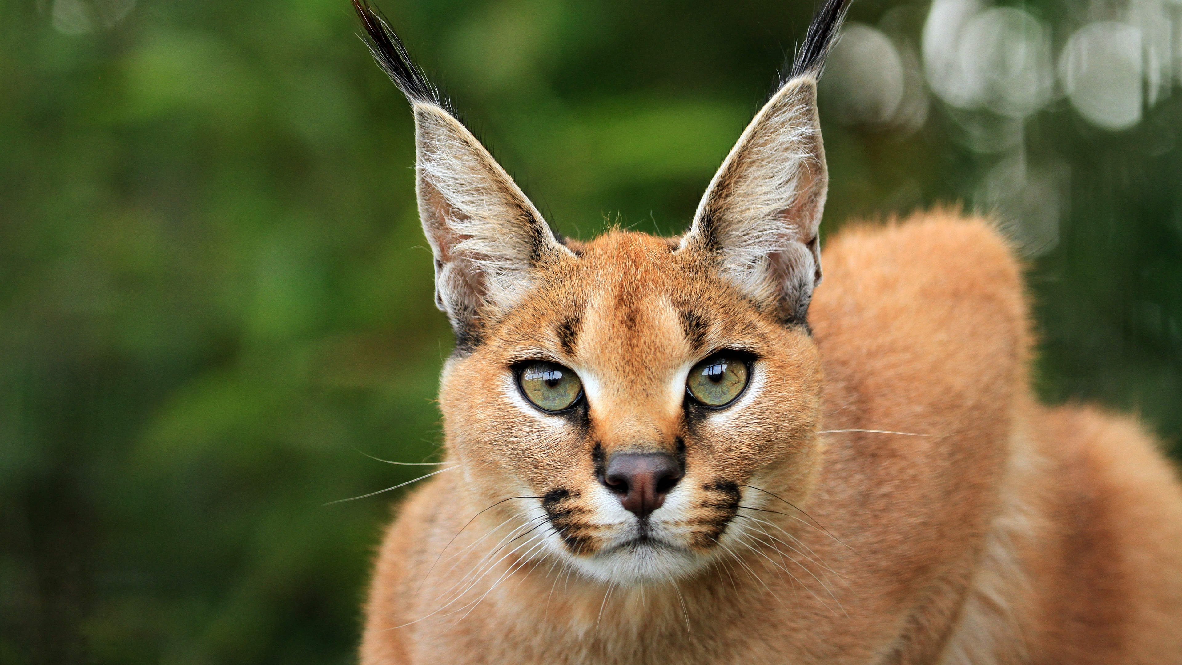 Close-up, Caracal Wallpaper, 3840x2160 4K Desktop