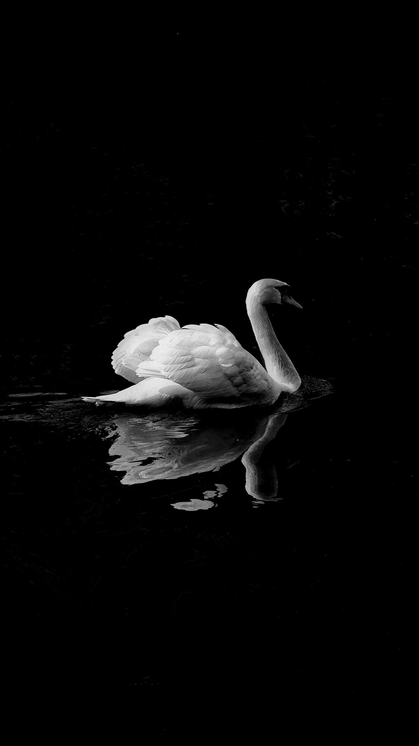 Monochrome, Swans Wallpaper, 1440x2560 HD Phone