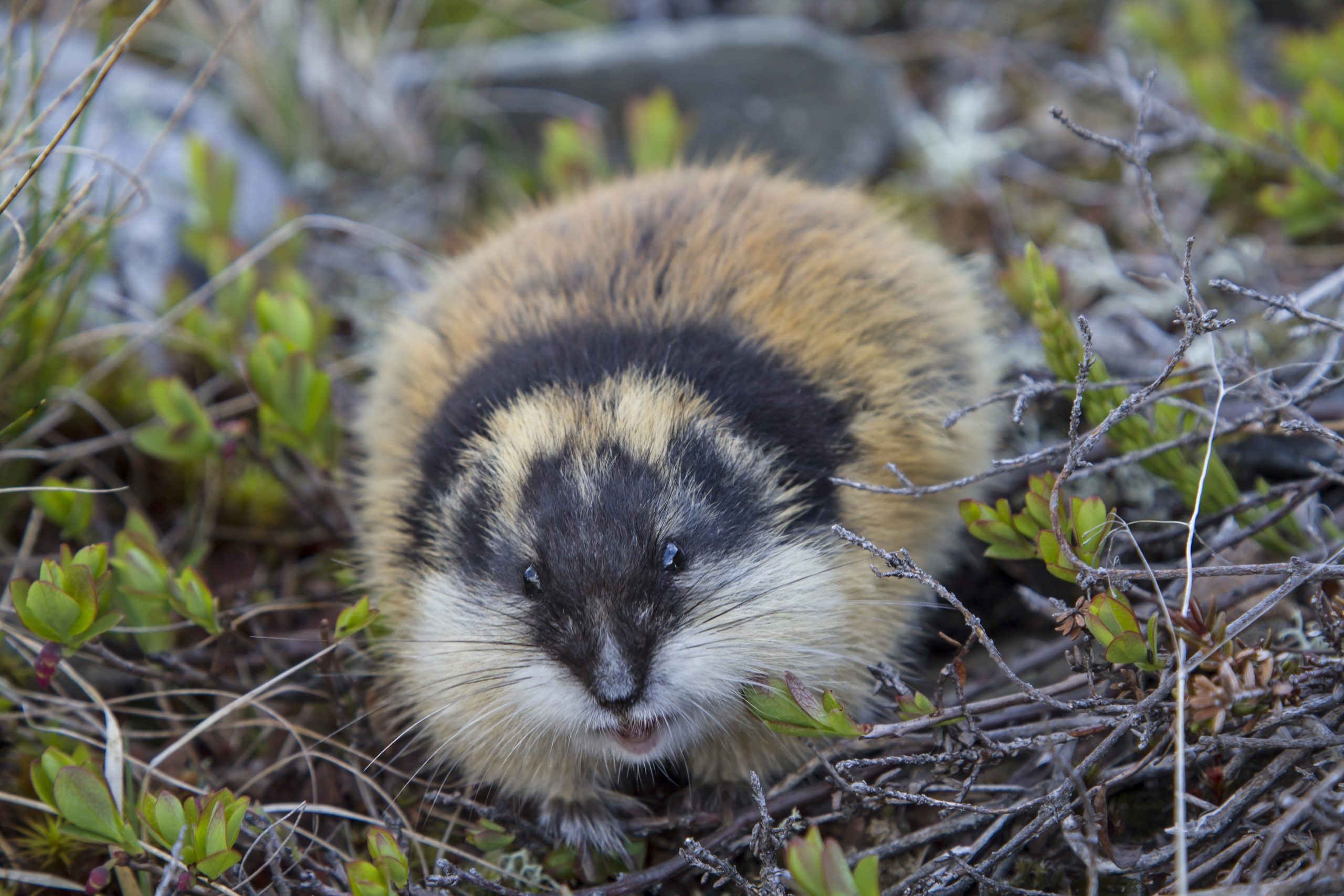 Lemming, Species identifier, Lemming introduction, Animal marvel, 2560x1710 HD Desktop