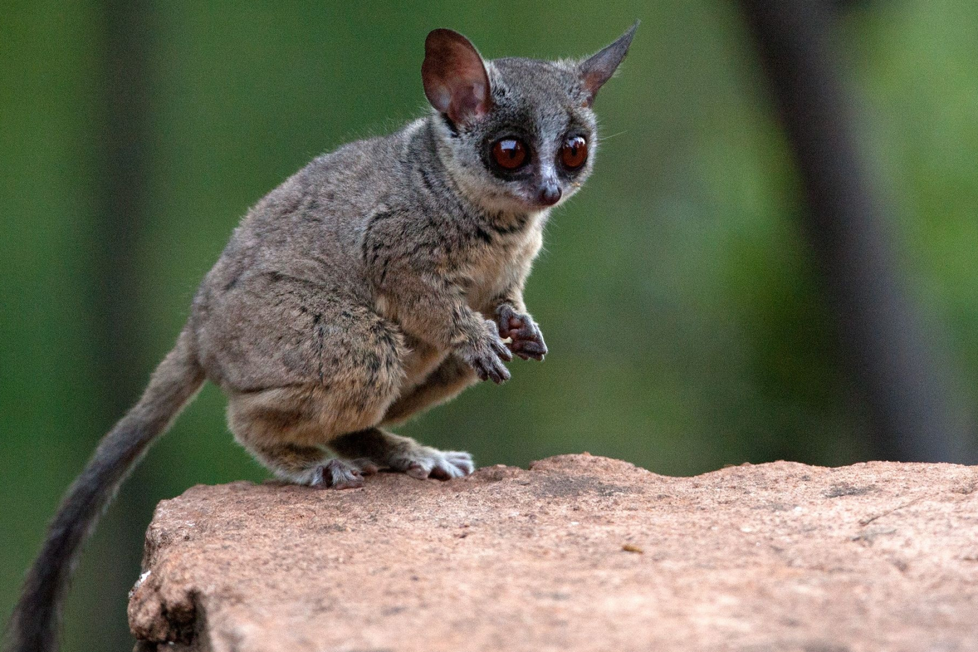 Bush Baby (Galago), Lesser galago species, African wildlife, Africa Geographic, 2000x1340 HD Desktop