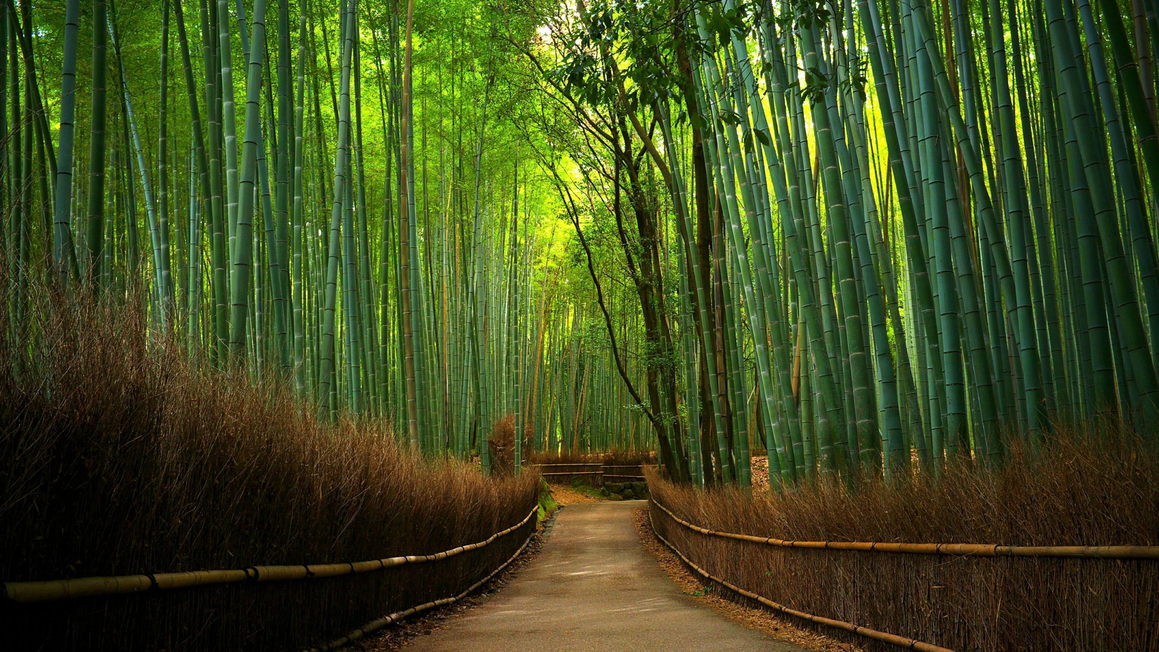 Arashiyama forest, Bamboo Wallpaper, 3840x2160 4K Desktop