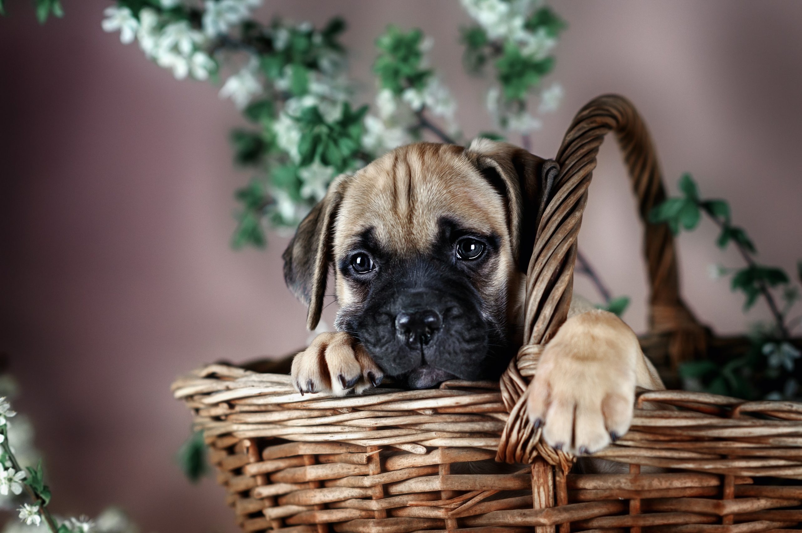 Bullmastiff facts, Breeding information, Greenfield puppies, Essential knowledge, 2560x1710 HD Desktop