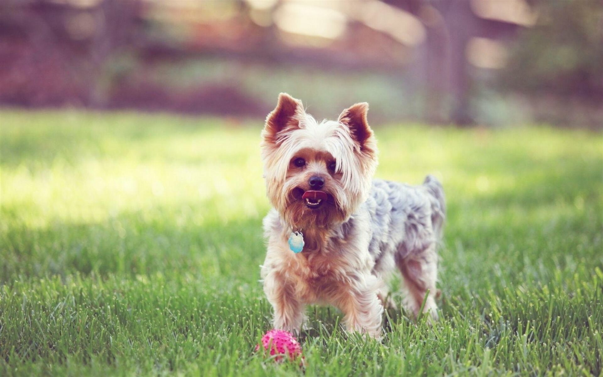 Yorkshire Terrier, Dogs, Lawn grass, Yorkie, 1920x1200 HD Desktop