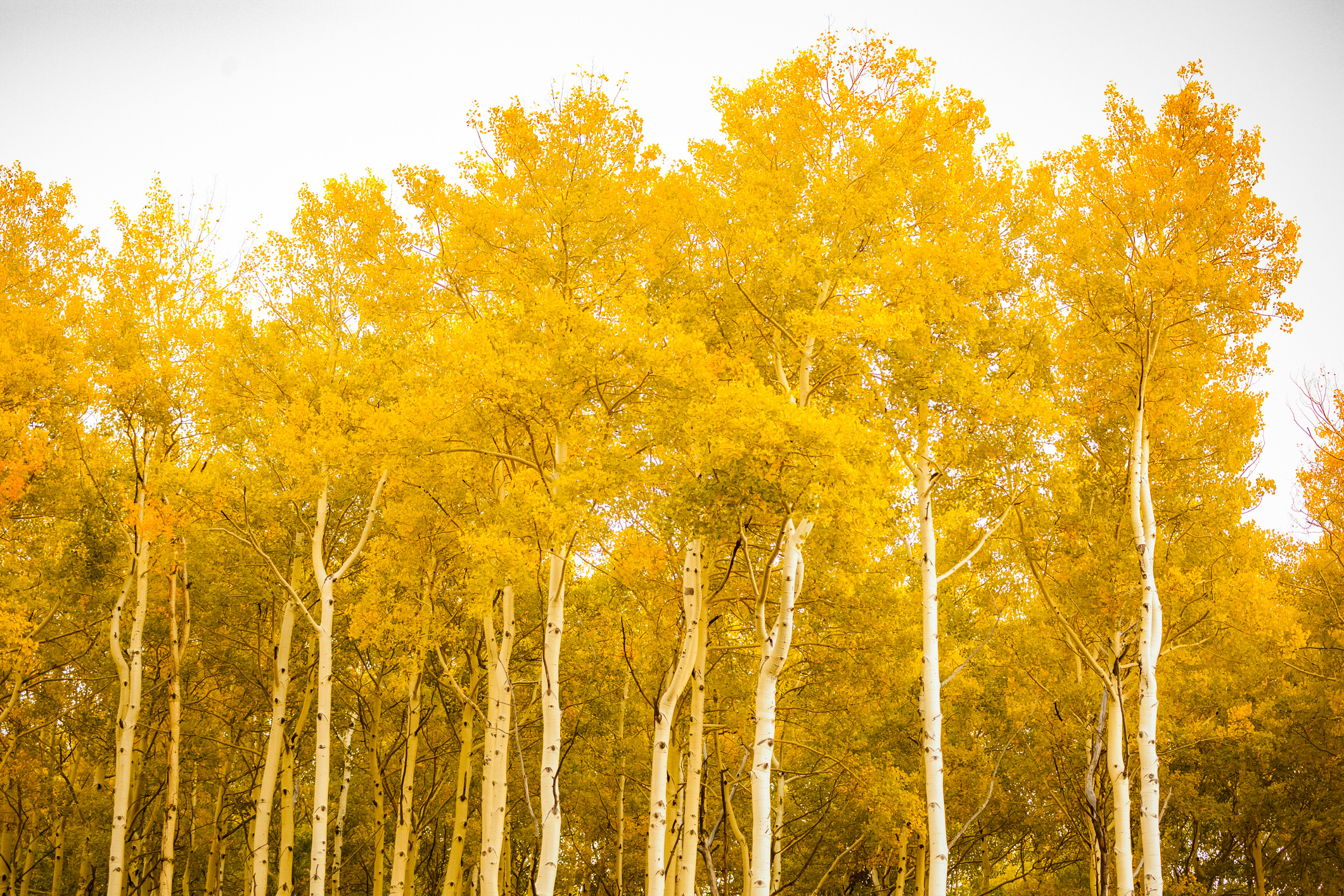 Aspen Tree, Tree characteristics, Planting tips, Environmental habitat, 2130x1420 HD Desktop