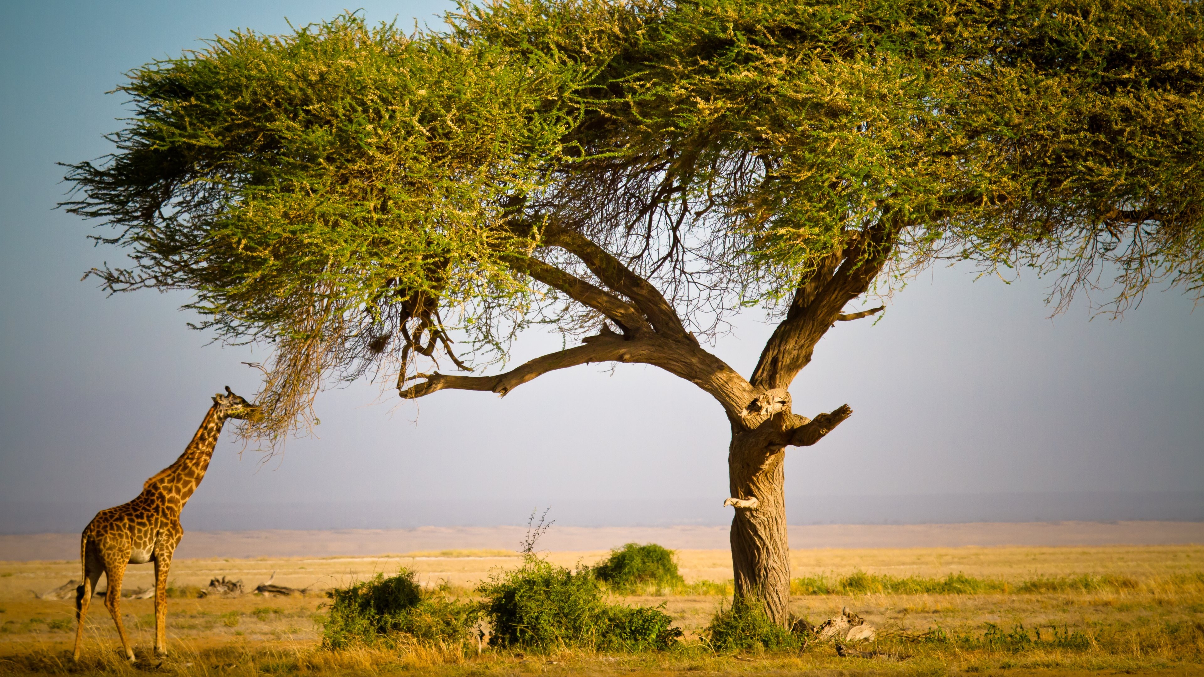 Masai tribe, African culture, Traditional customs, Colorful patterns, 3840x2160 4K Desktop