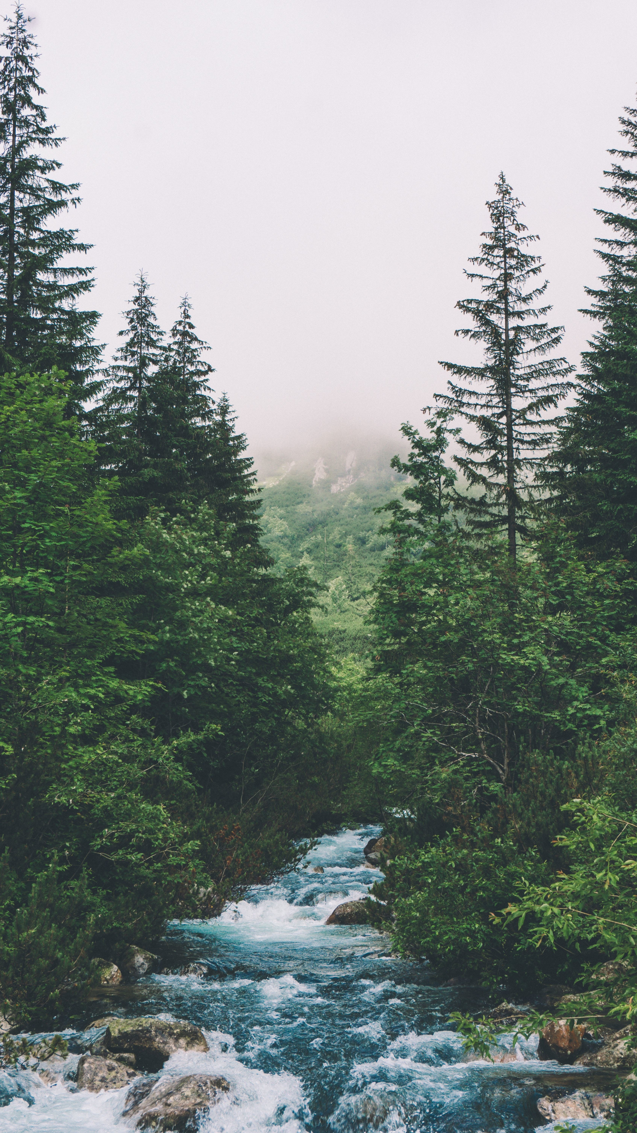 Glacier National Park, Green Forests Wallpaper, 2160x3840 4K Phone