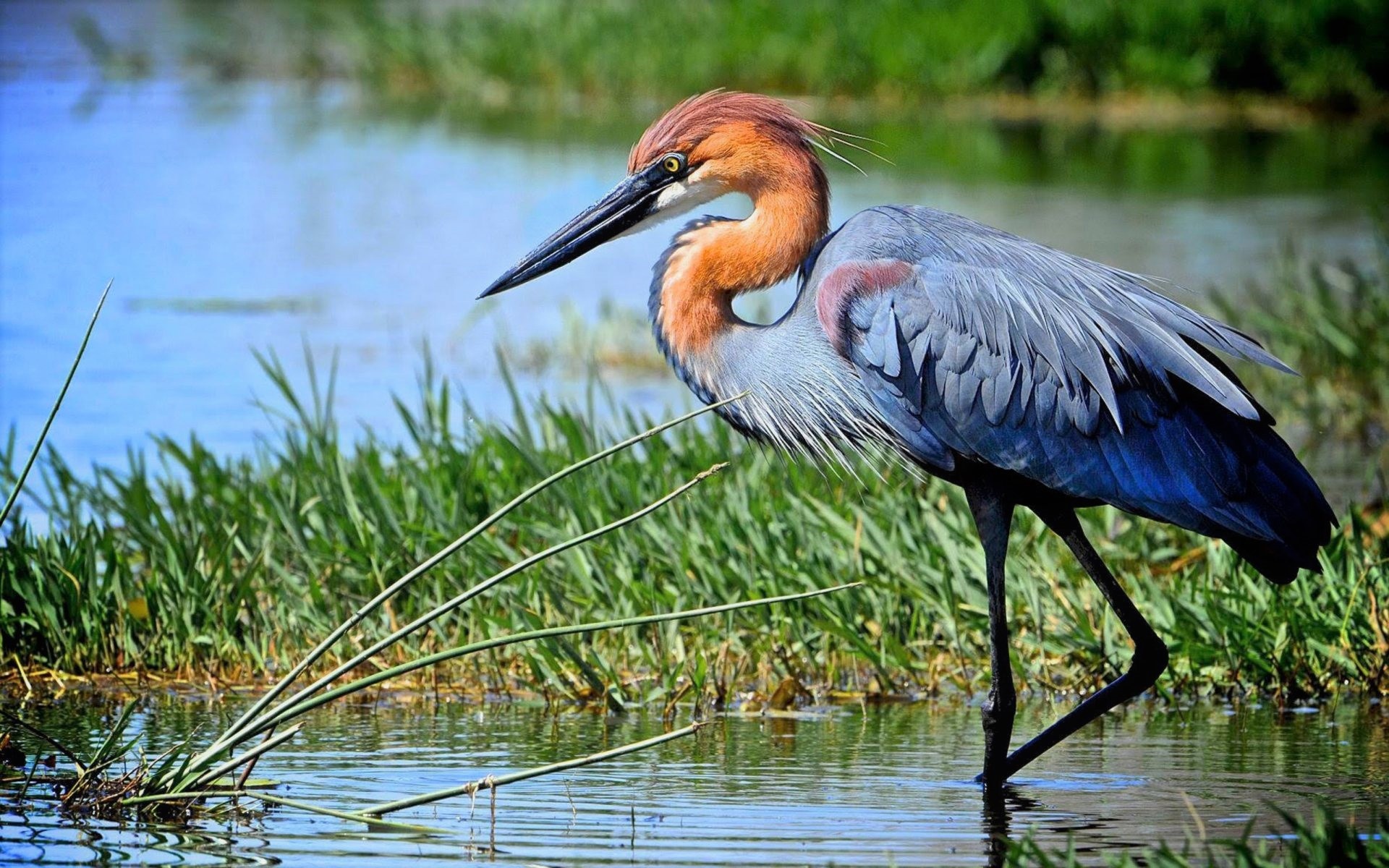 Goliath heron, Herons Wallpaper, 1920x1200 HD Desktop