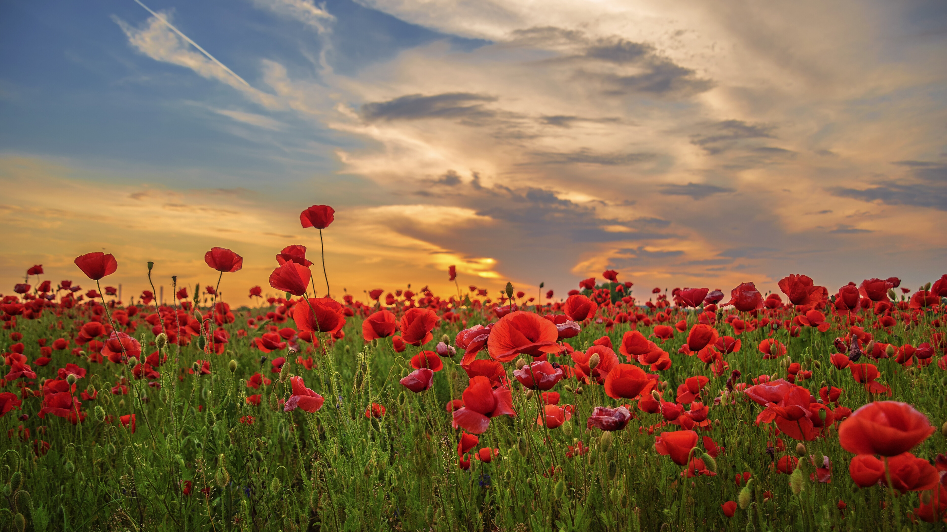 Poppy field, Poppy Flowers Wallpaper, 3840x2160 4K Desktop