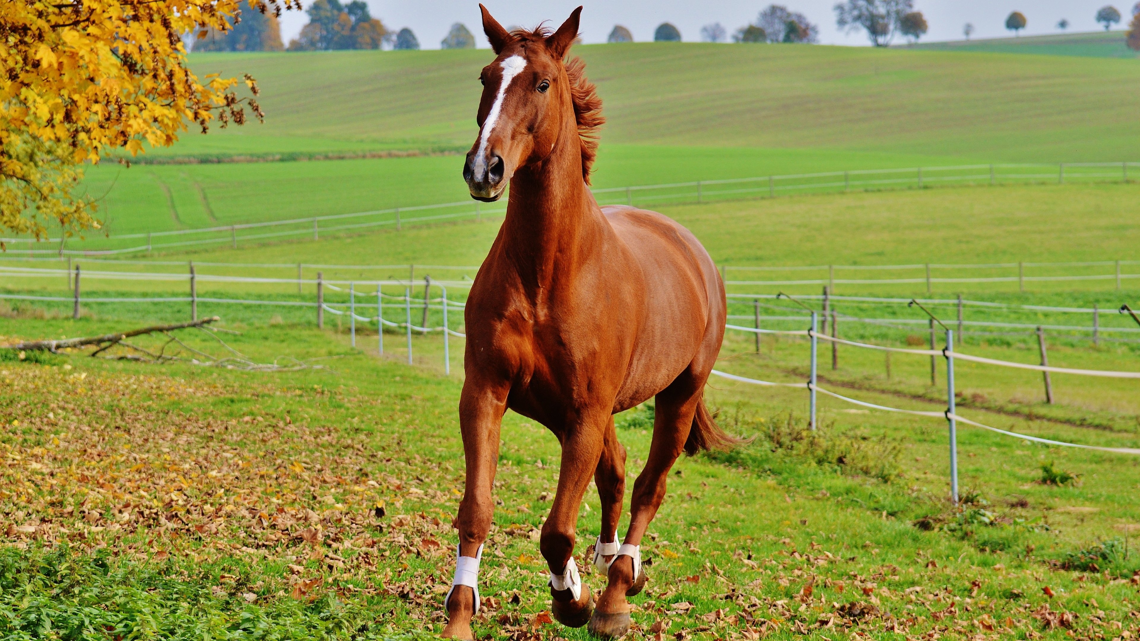 Liver Chestnut, Horses Wallpaper, 3840x2160 4K Desktop