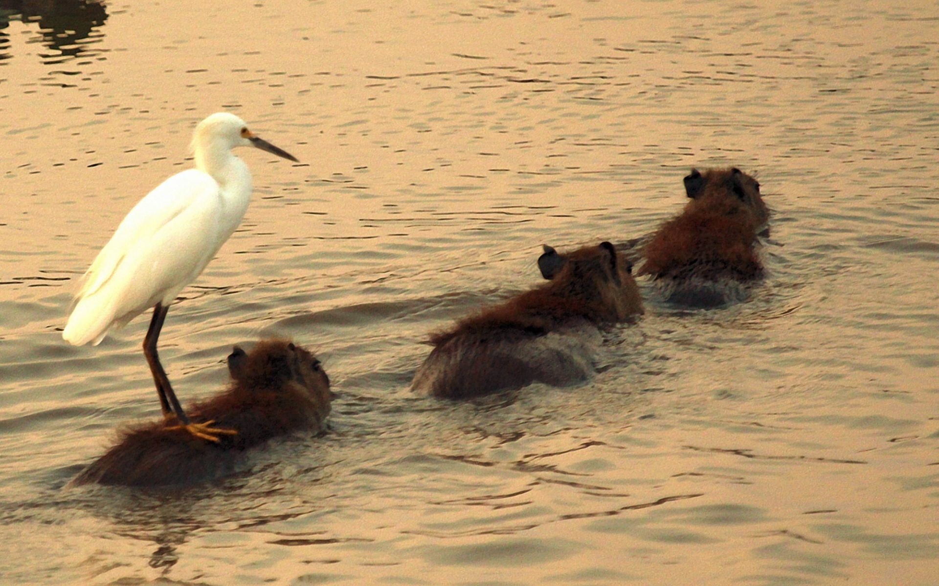 Egret, Capybaras Wallpaper, 1920x1200 HD Desktop