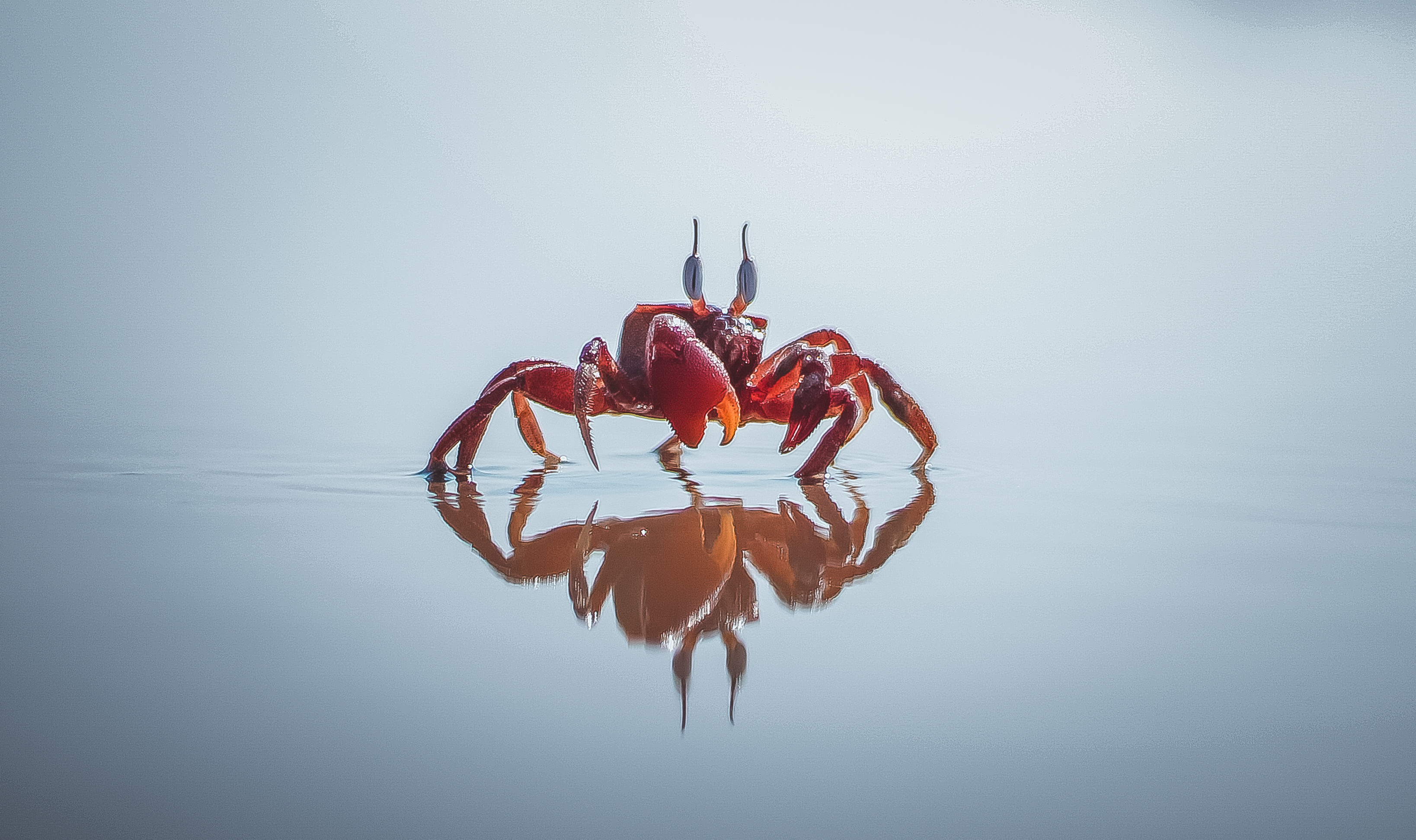 Christmas Island red crab, Crabs Wallpaper, 3280x1950 HD Desktop