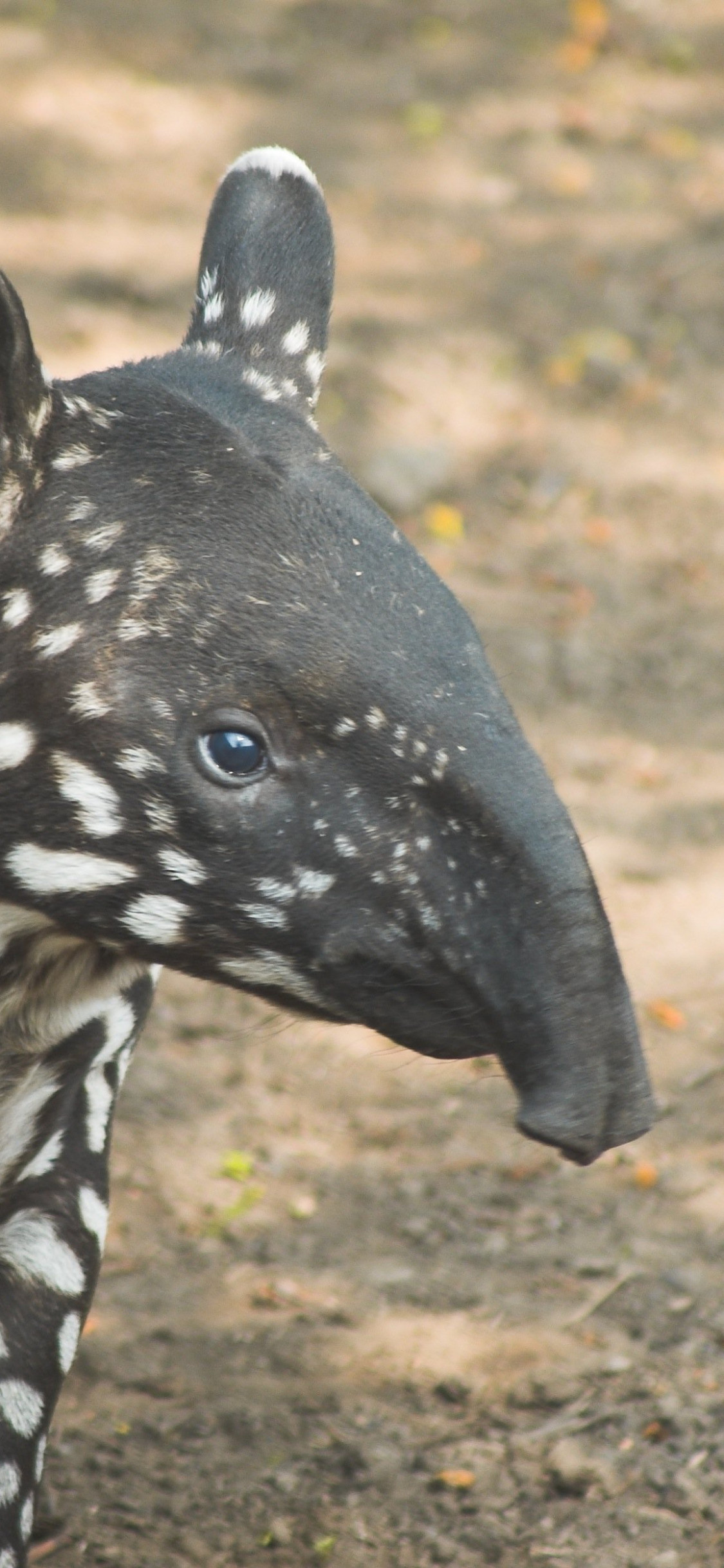 Tapir, Widescreen wallpaper, 80429, Desktop background, 1130x2440 HD Phone