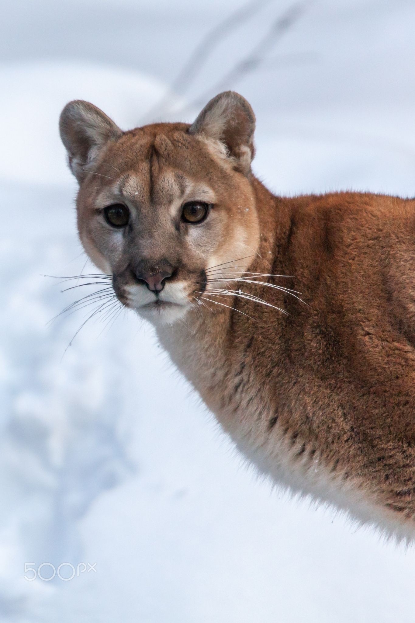 Cougar, Nature's athlete, Untamed spirit, Wildlife enthusiast, 1370x2050 HD Phone