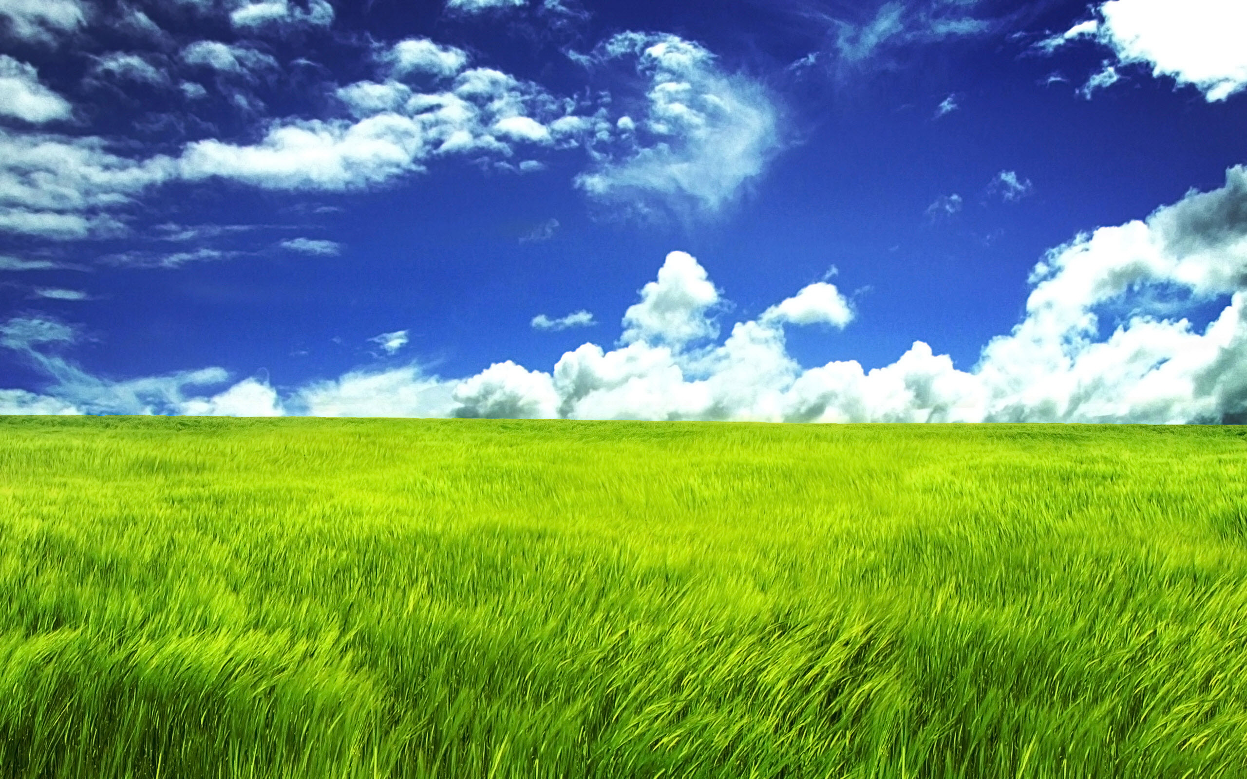 Grassland wallpaper, Natural vistas, Serene landscapes, Tranquil ambiance, 2560x1600 HD Desktop