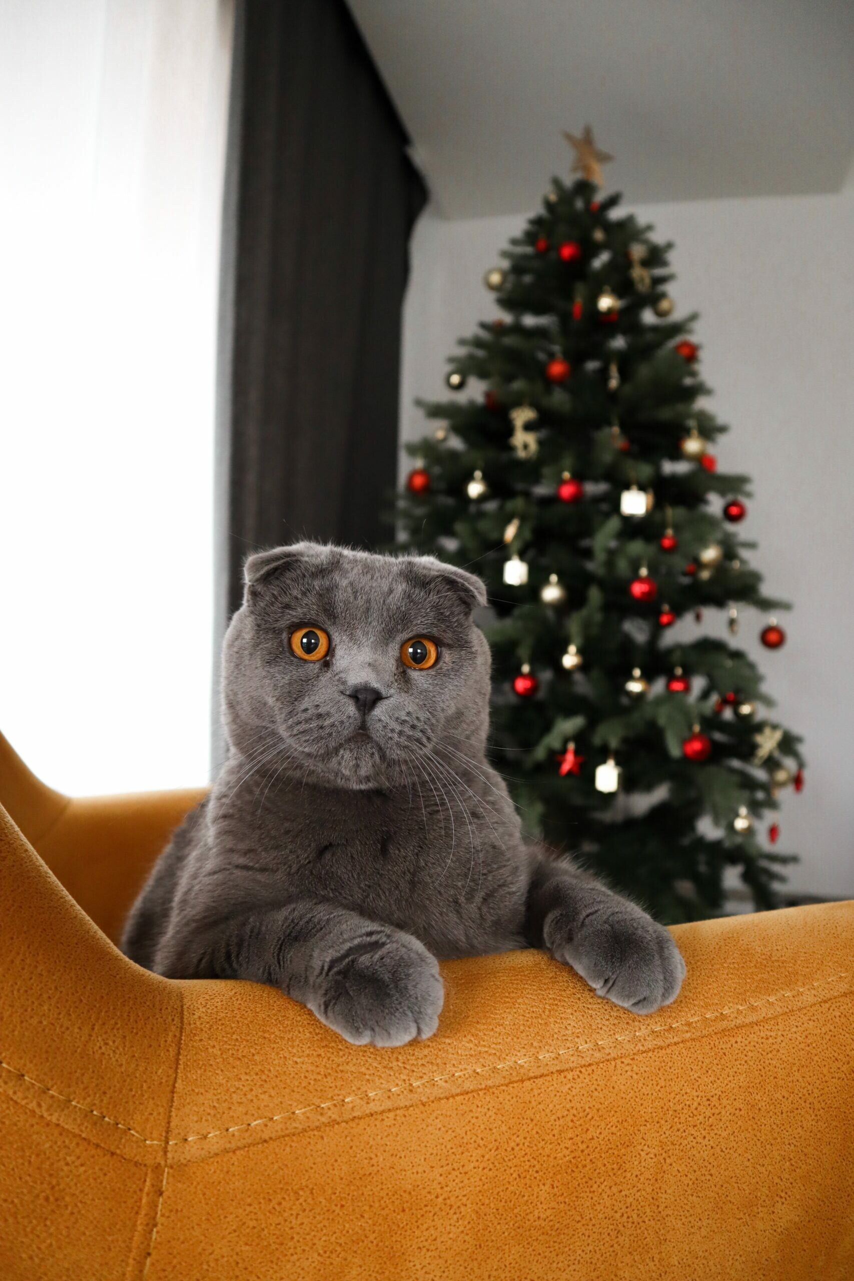 Christmas, Scottish Folds Wallpaper, 1710x2560 HD Phone