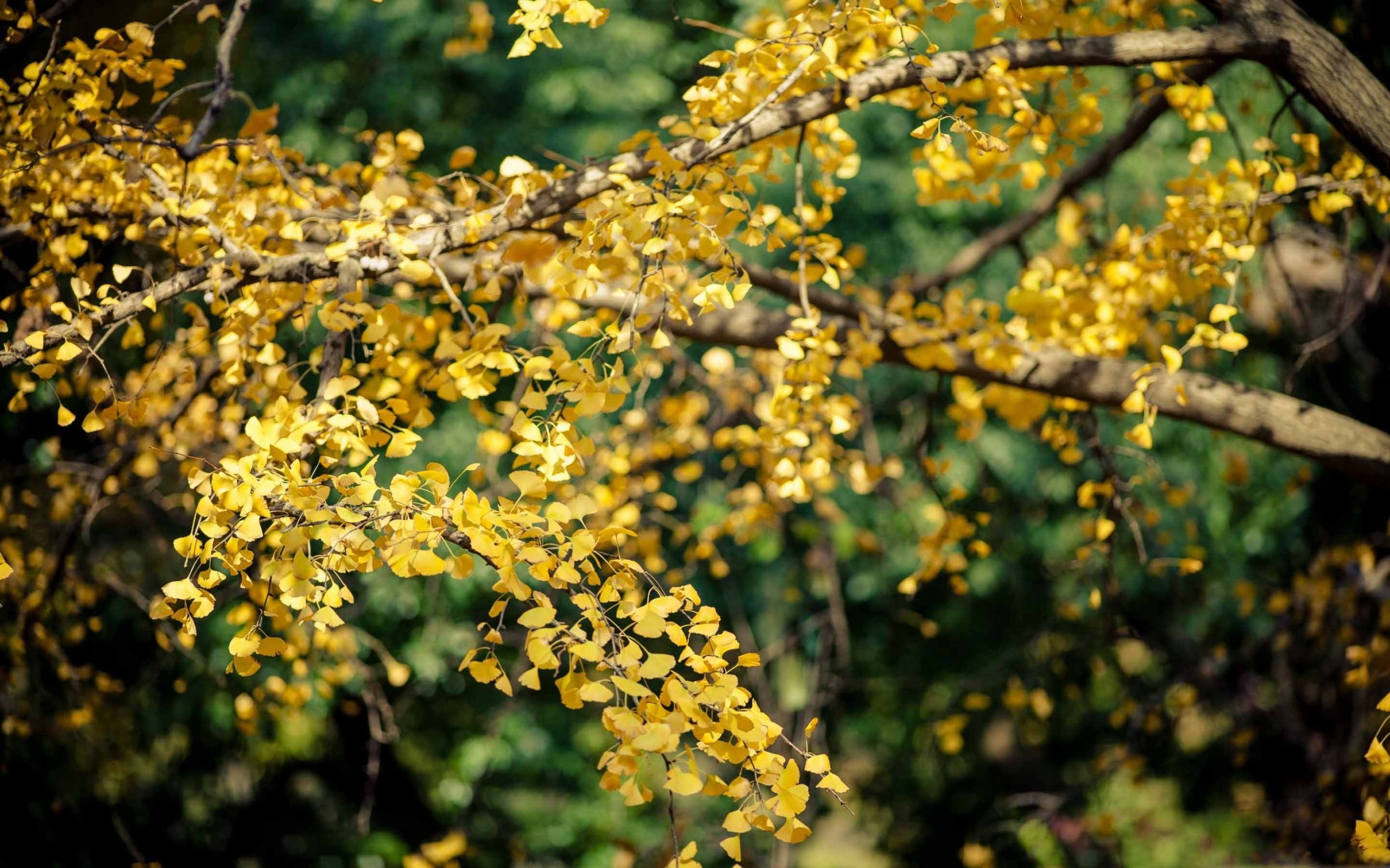 Ginkgo Biloba, Artistic wallpapers, Delicate leaves, Natural beauty, 2560x1600 HD Desktop