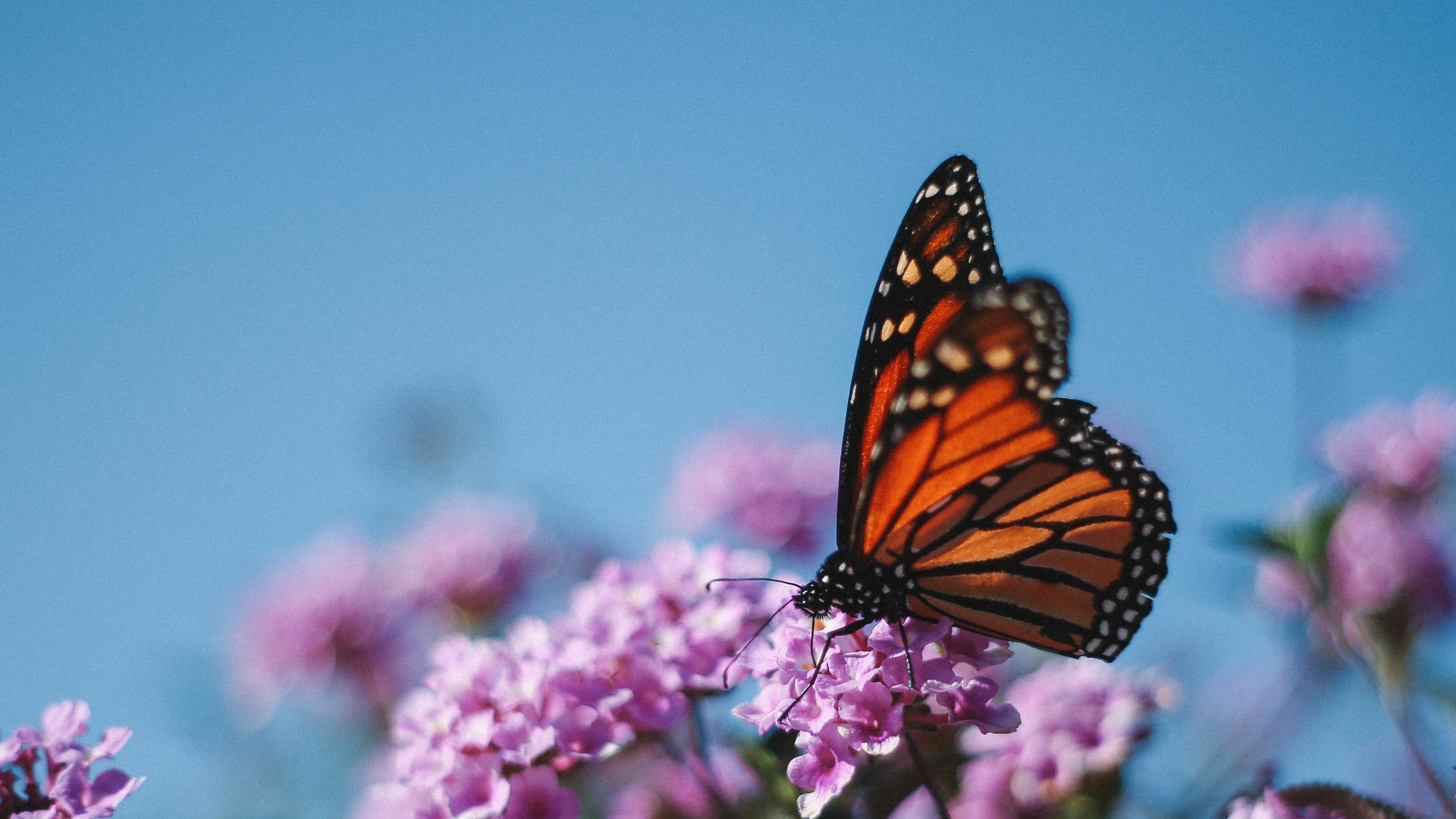 Monarch, Butterflies Wallpaper, 3840x2160 4K Desktop