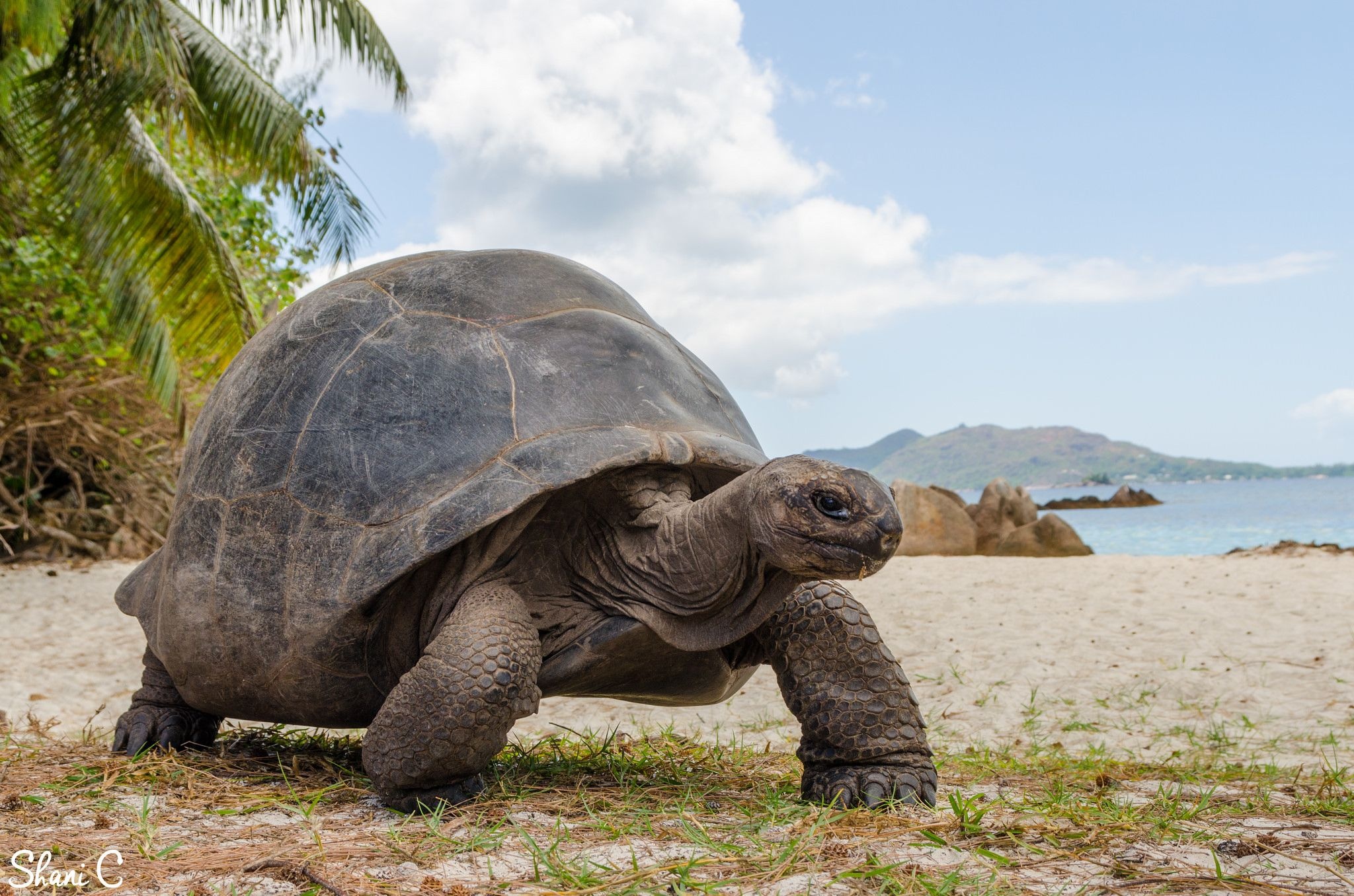 Seychelles, Aldabra Giant Tortoise Wallpaper, 2050x1360 HD Desktop