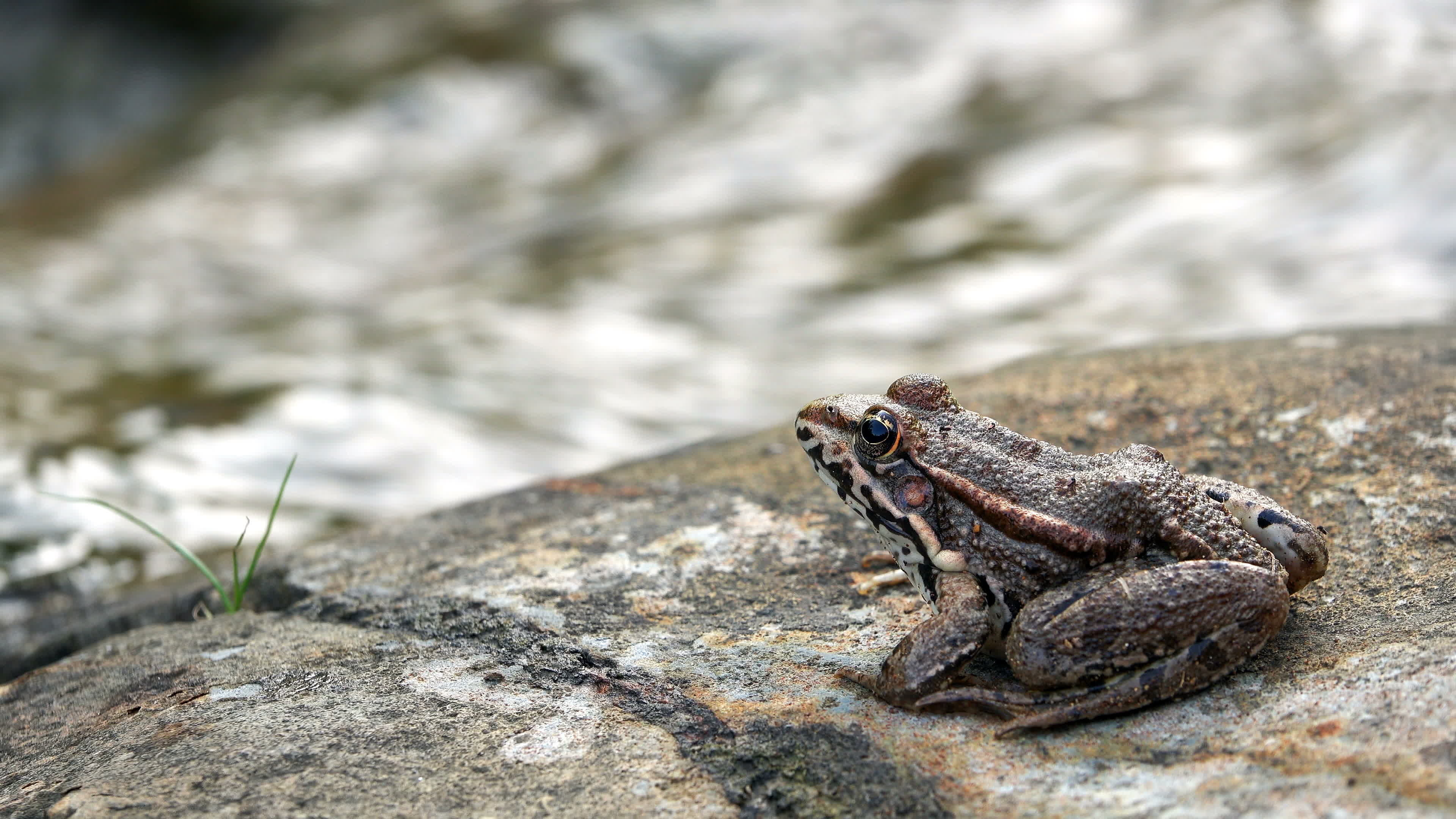 Toad stock footage, Free download, Amphibious creature, Video clips, 3840x2160 4K Desktop