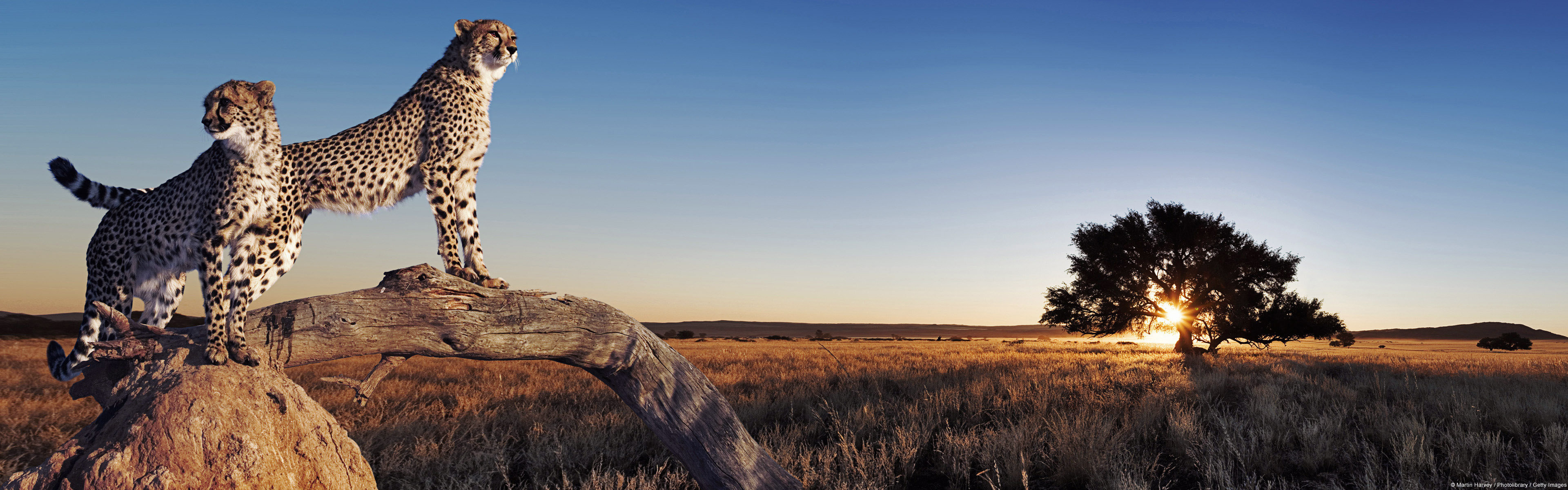 Best cheetah background, High resolution dual screen, Stunning computer wallpaper, Majestic animal, 3840x1200 Dual Screen Desktop