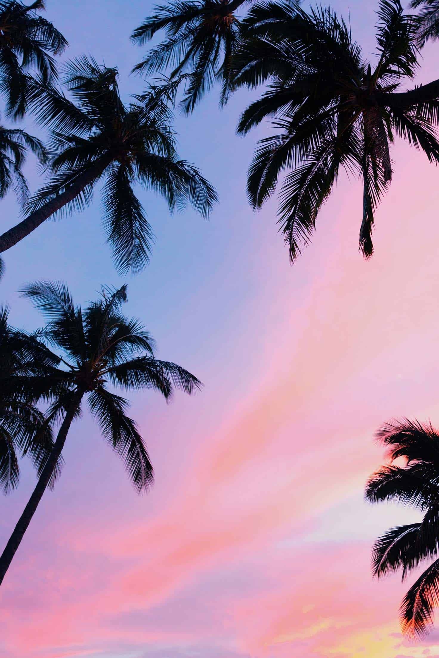 Palms, Best iPhone Wallpaper, 1480x2210 HD Phone