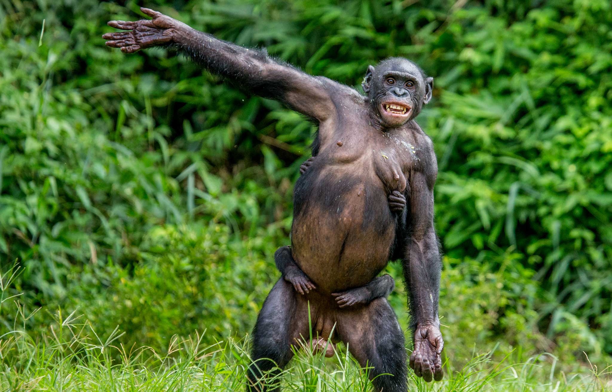 Friendly bonobo gesture, Mother and child, Lovely day, 2050x1320 HD Desktop