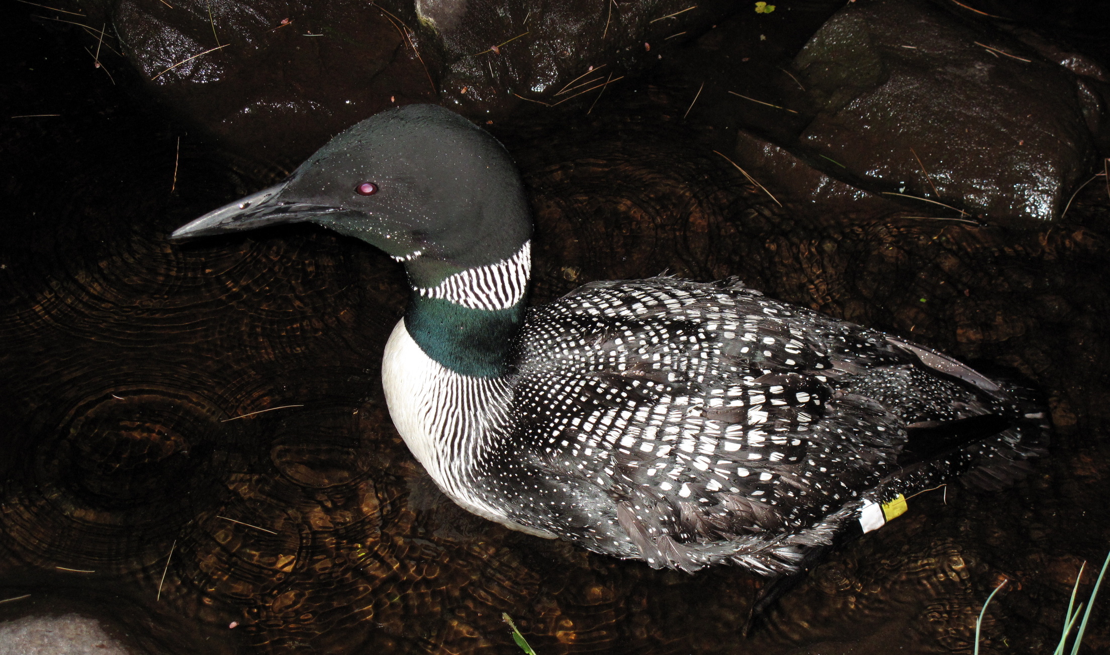 Burgess common loon, Wetlands international, 2210x1310 HD Desktop