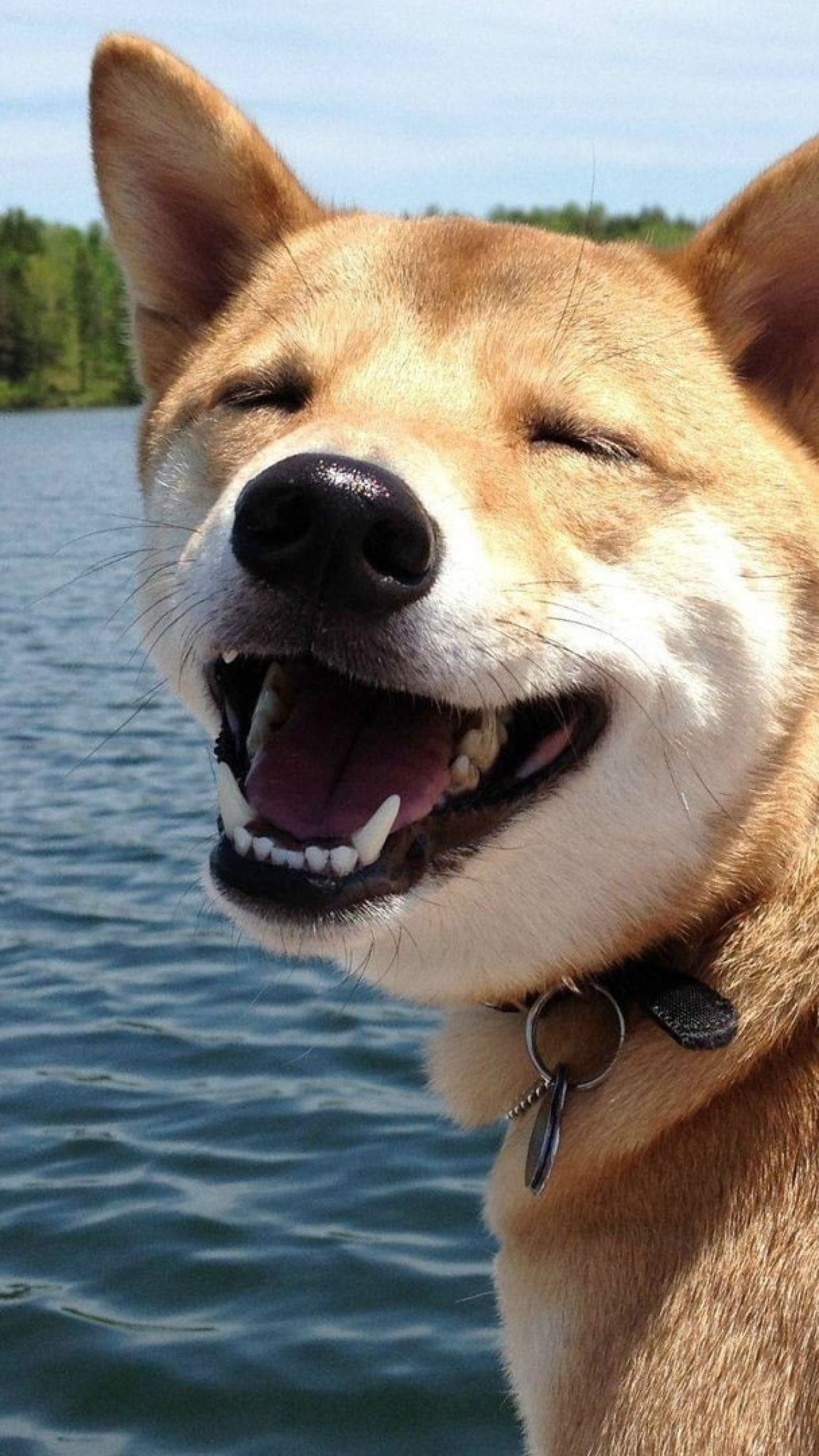 Hokkaido Dog, Dog shiba inu, Smile funny wallpaper, 1350x2400 HD Phone