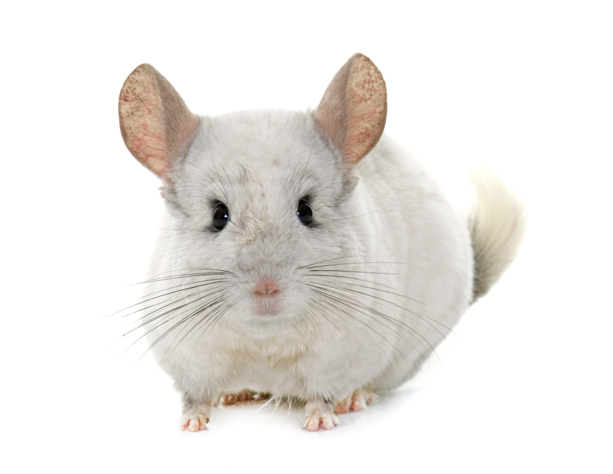 Chinchilla care, Exotic pets, Small and fluffy, Comprehensive guide, 2050x1590 HD Desktop