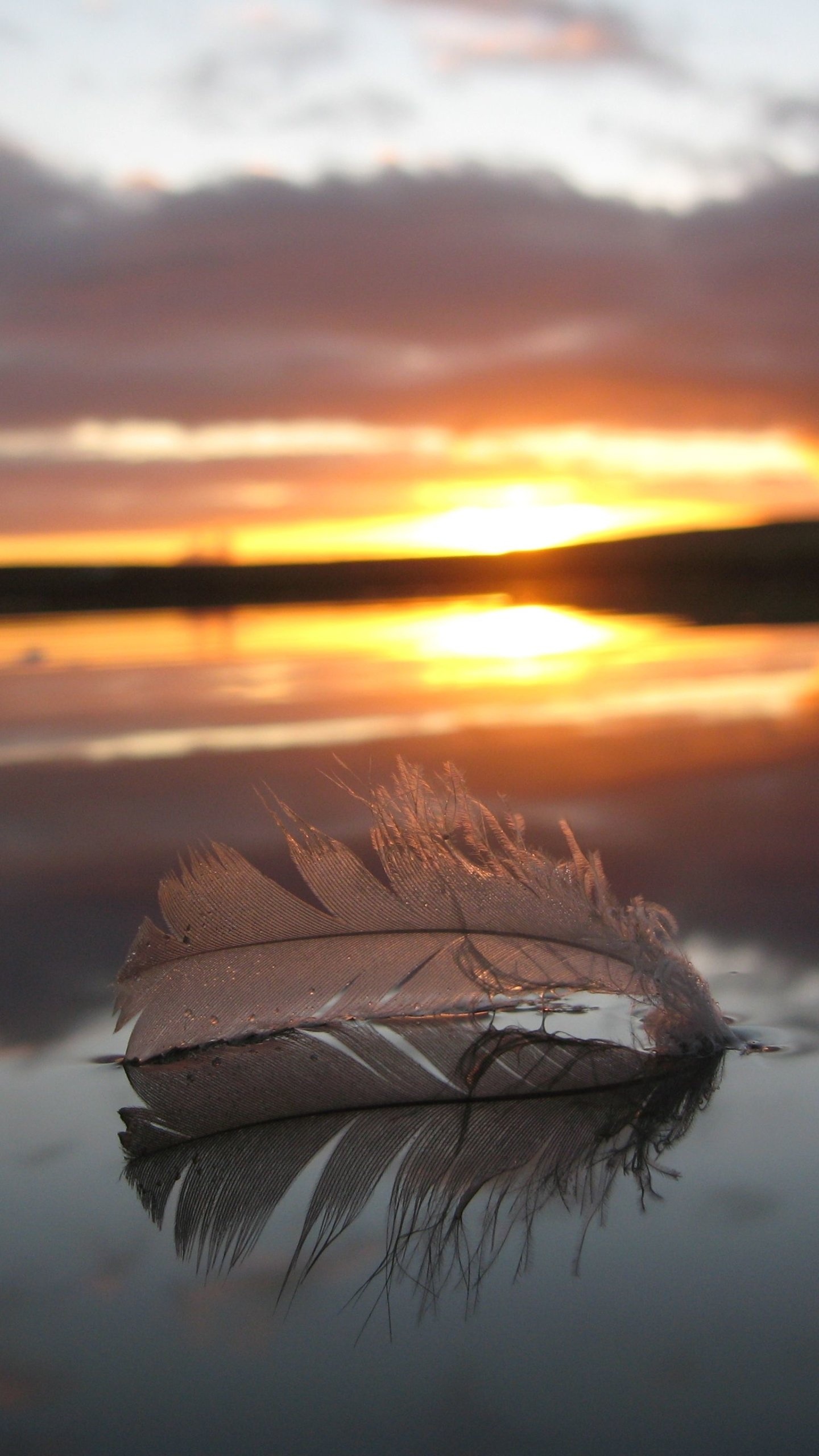 Photography feather, Delicate beauty, Nature's art, Artistic background, 1440x2560 HD Phone