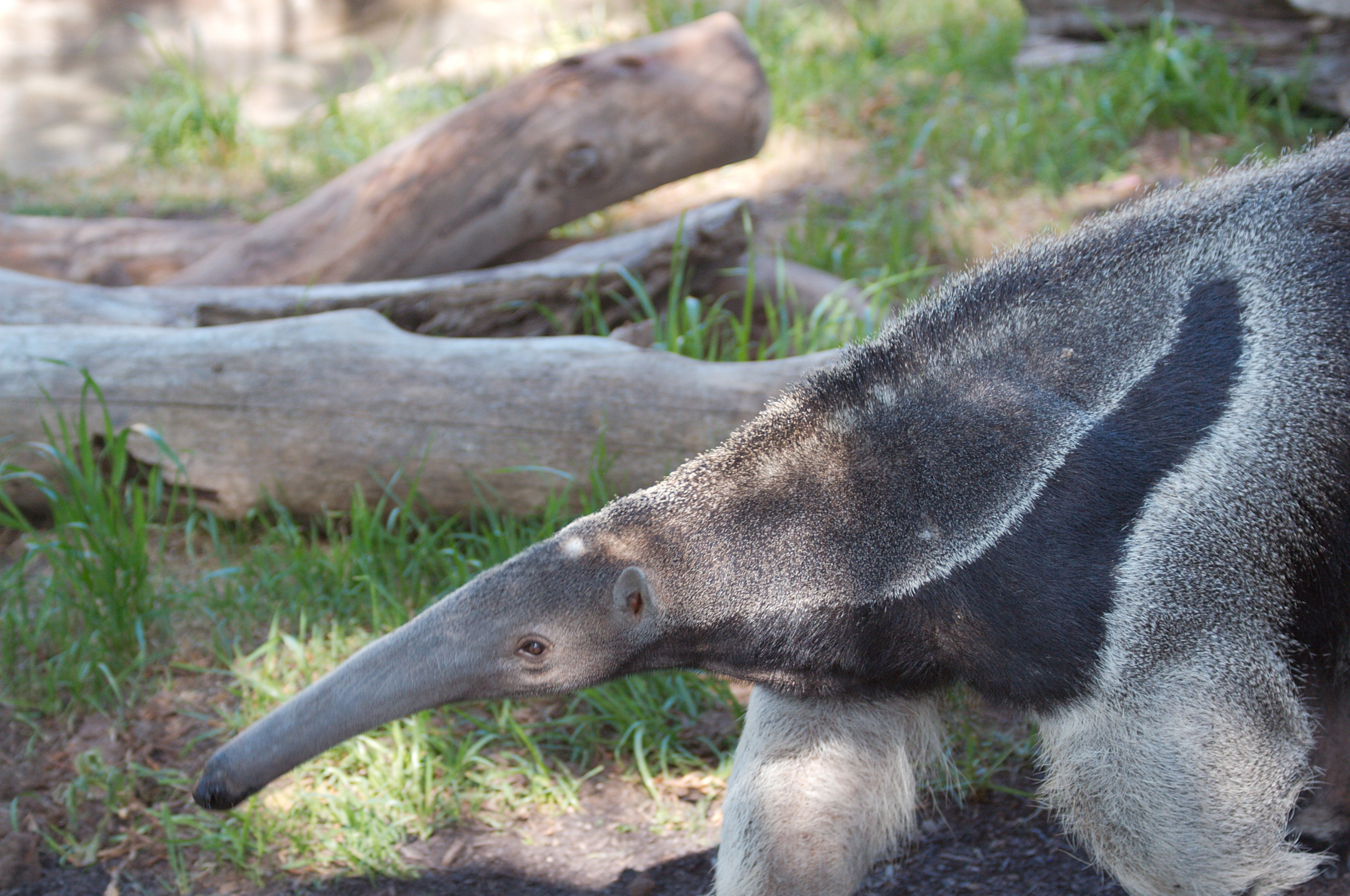 Free download anteater wallpaper, Hq wallpaper, Desktop mobile tablet, Explore anteater wallpaper, 2560x1700 HD Desktop