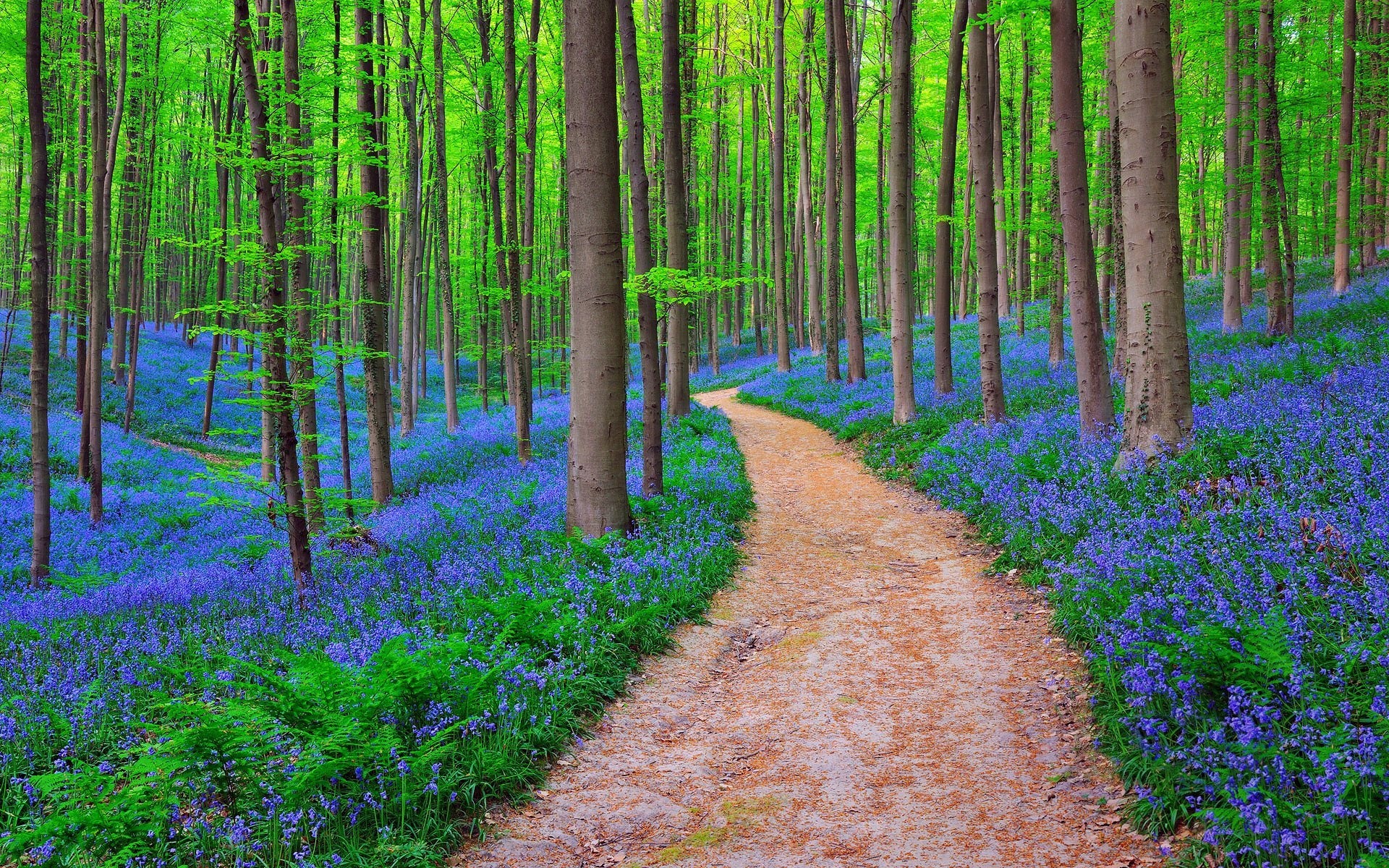 Bluebells, Belgium Wallpaper, 1920x1200 HD Desktop