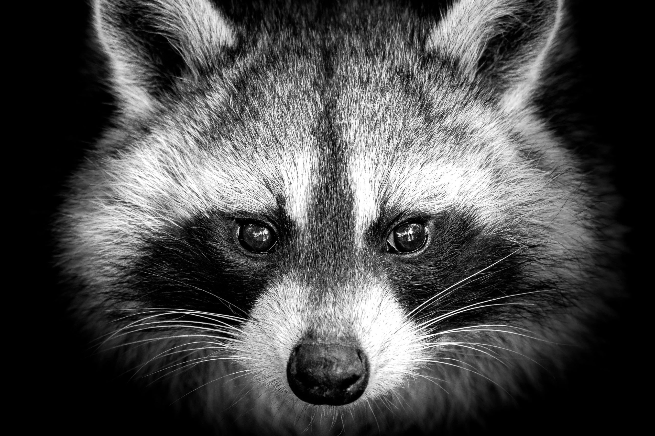 Infostealer raccoon, Cybersecurity threat, Malicious software, Digital security, 2560x1710 HD Desktop