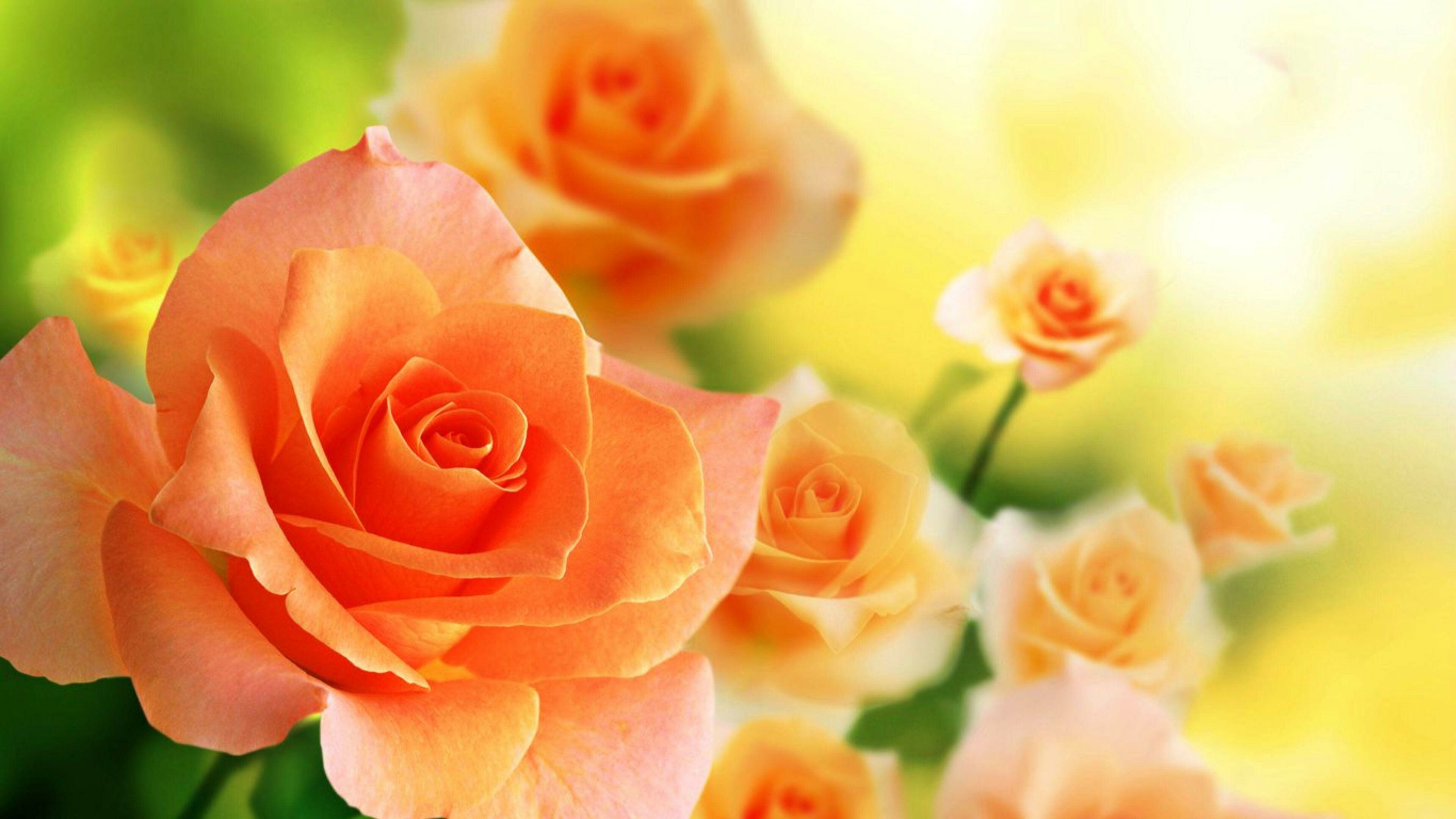 Orange roses wallpapers, Vibrant petals, HD backgrounds, Nature's beauty, 3840x2160 4K Desktop